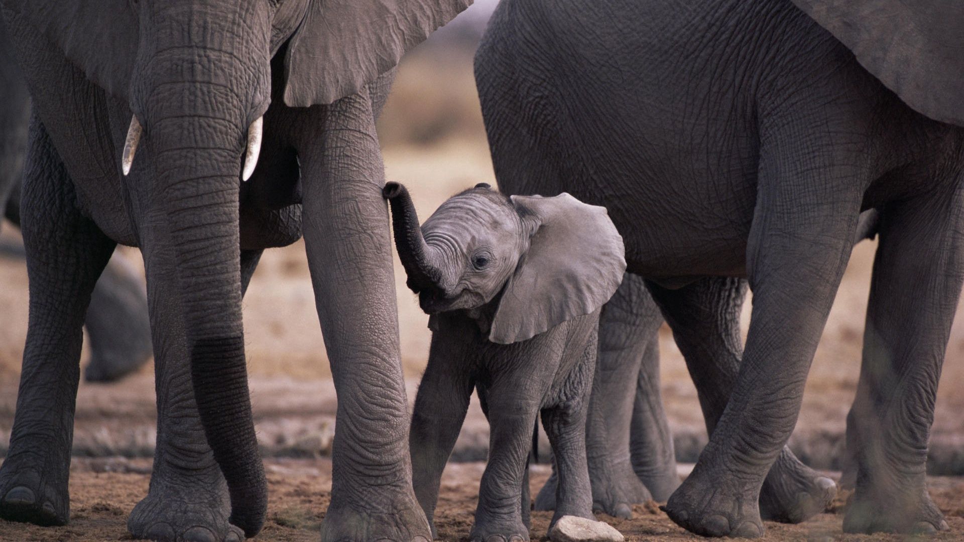 141056 descargar imagen animales, joven, paseo, una familia, familia, joey, patas, bebé elefante, elefante del bebé: fondos de pantalla y protectores de pantalla gratis