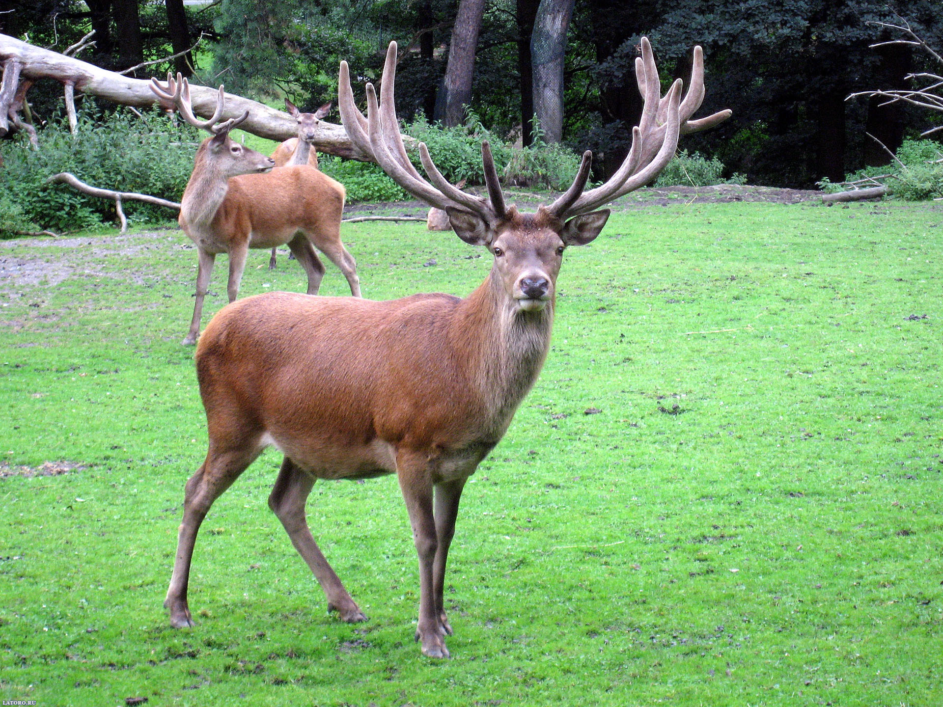 Laden Sie das Tiere, Hirsch-Bild kostenlos auf Ihren PC-Desktop herunter