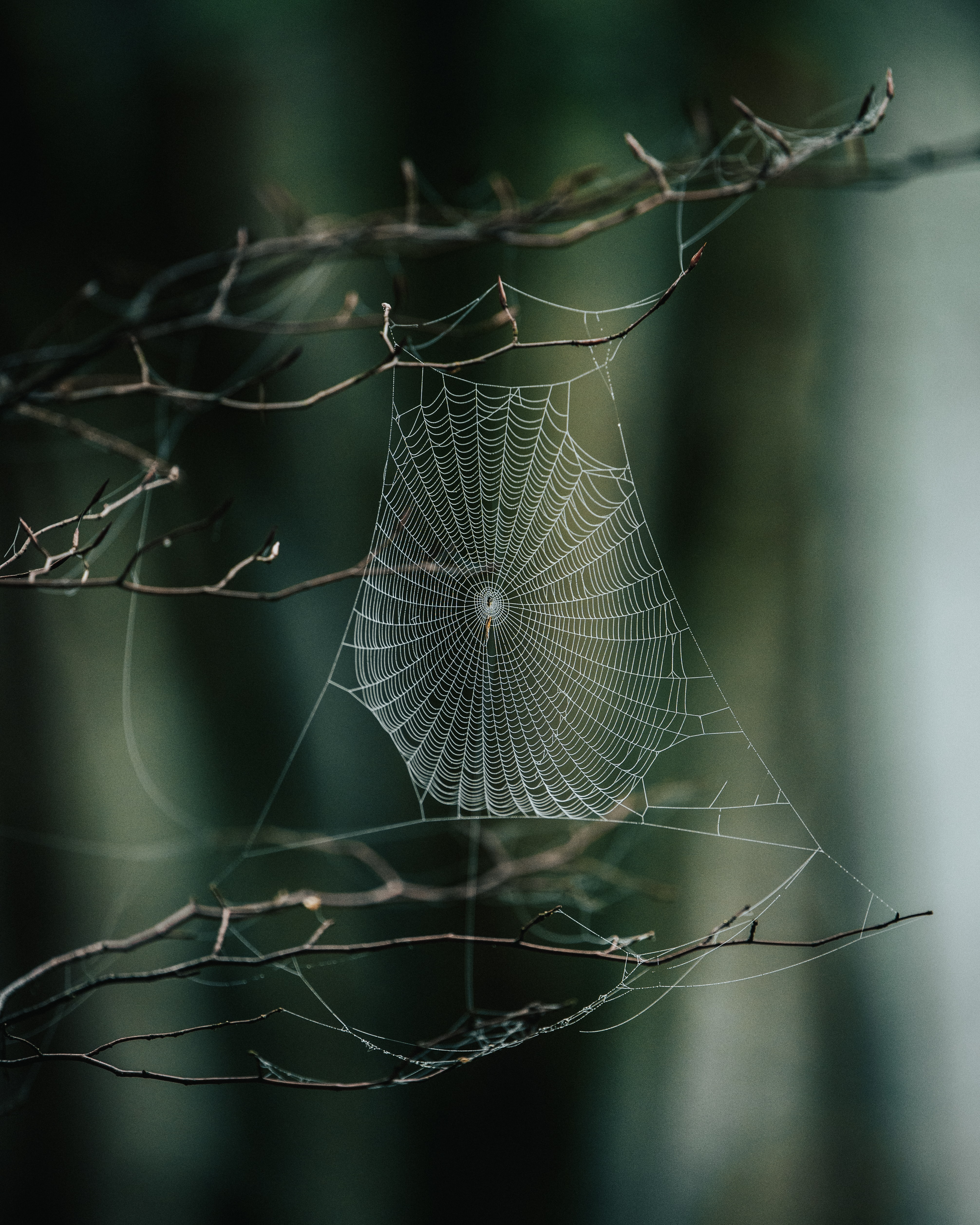 macro, nature, focus, web, branches wallpaper for mobile