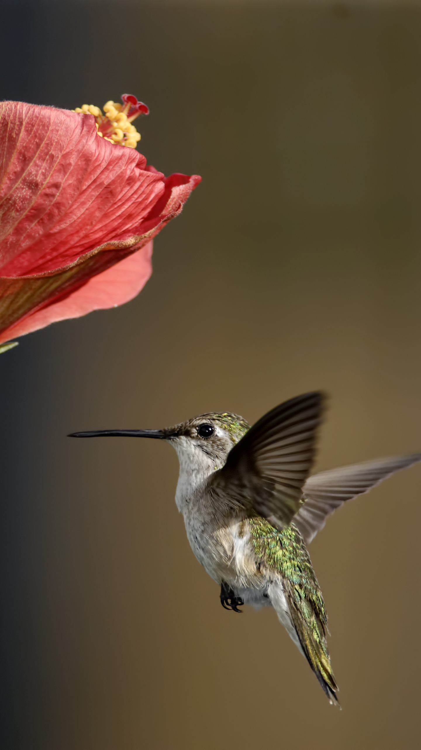 Download mobile wallpaper Birds, Animal, Hummingbird for free.