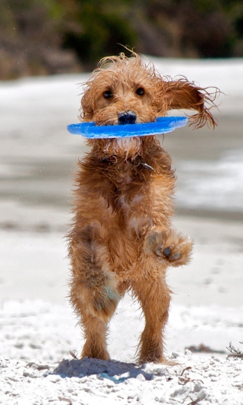 Handy-Wallpaper Tiere, Hunde, Hund, Süß kostenlos herunterladen.