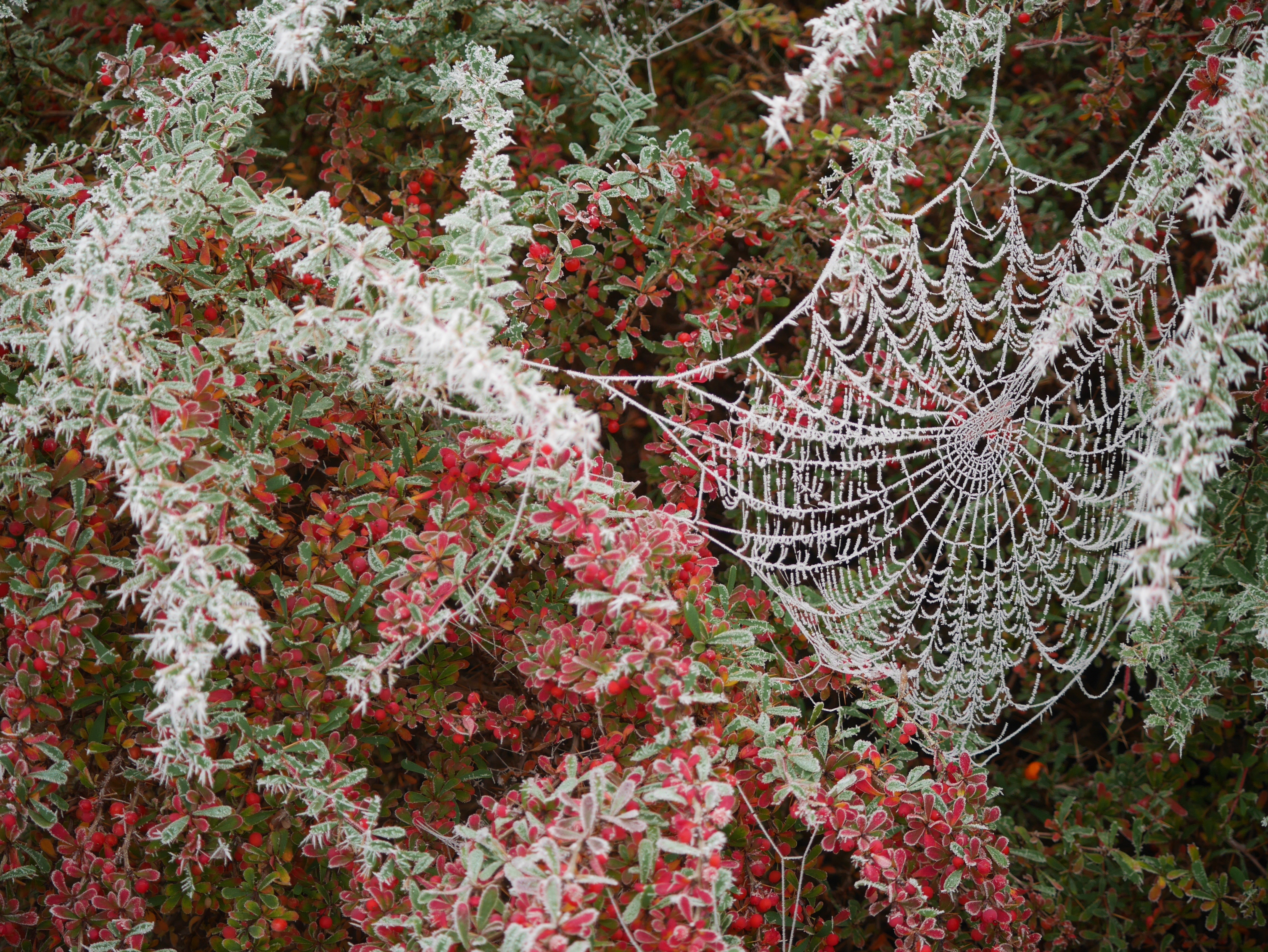 Laden Sie das Natur, Frost, Fotografie, Spinnennetz-Bild kostenlos auf Ihren PC-Desktop herunter
