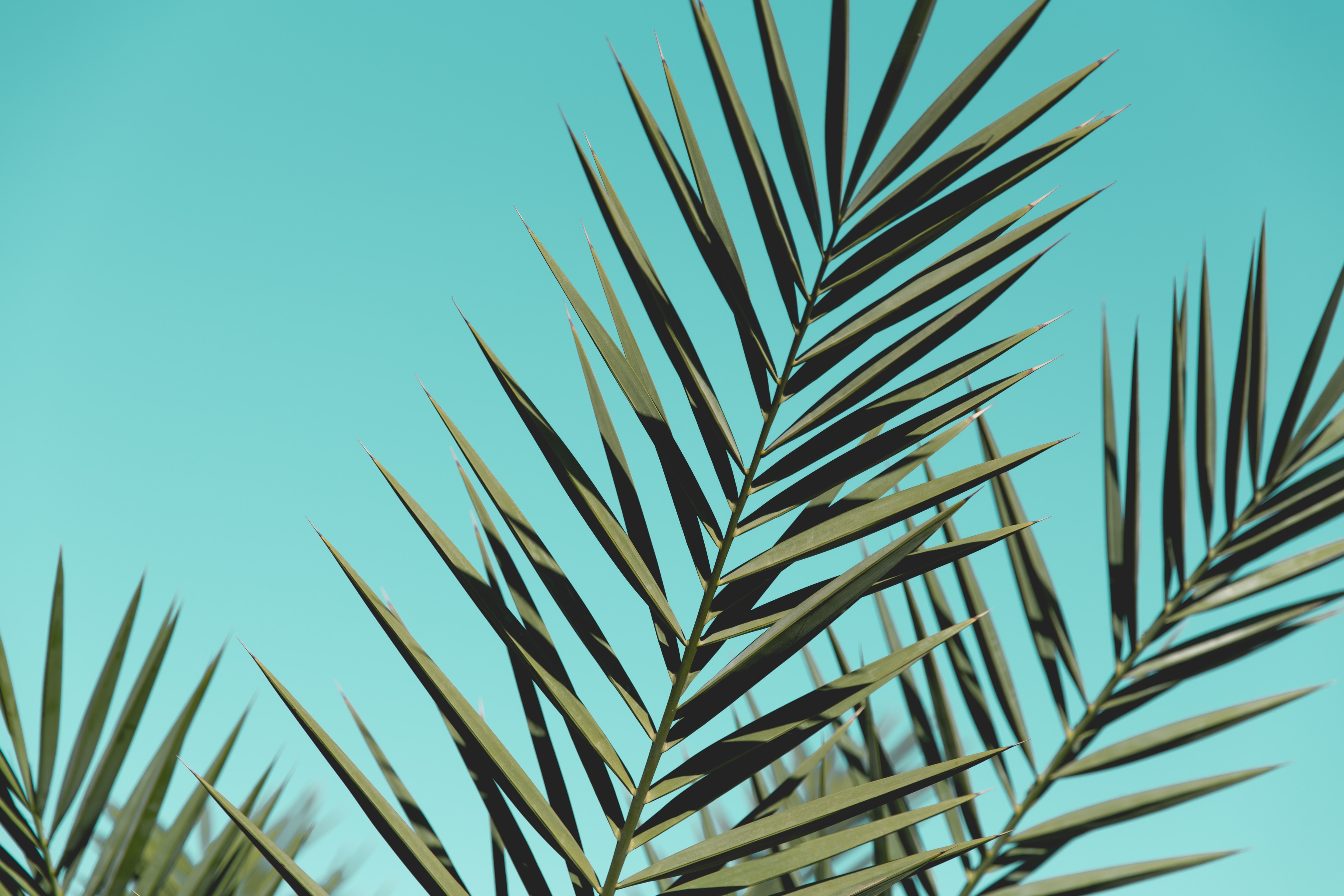 Download mobile wallpaper Sky, Branches, Leaves, Palm, Plant, Nature for free.
