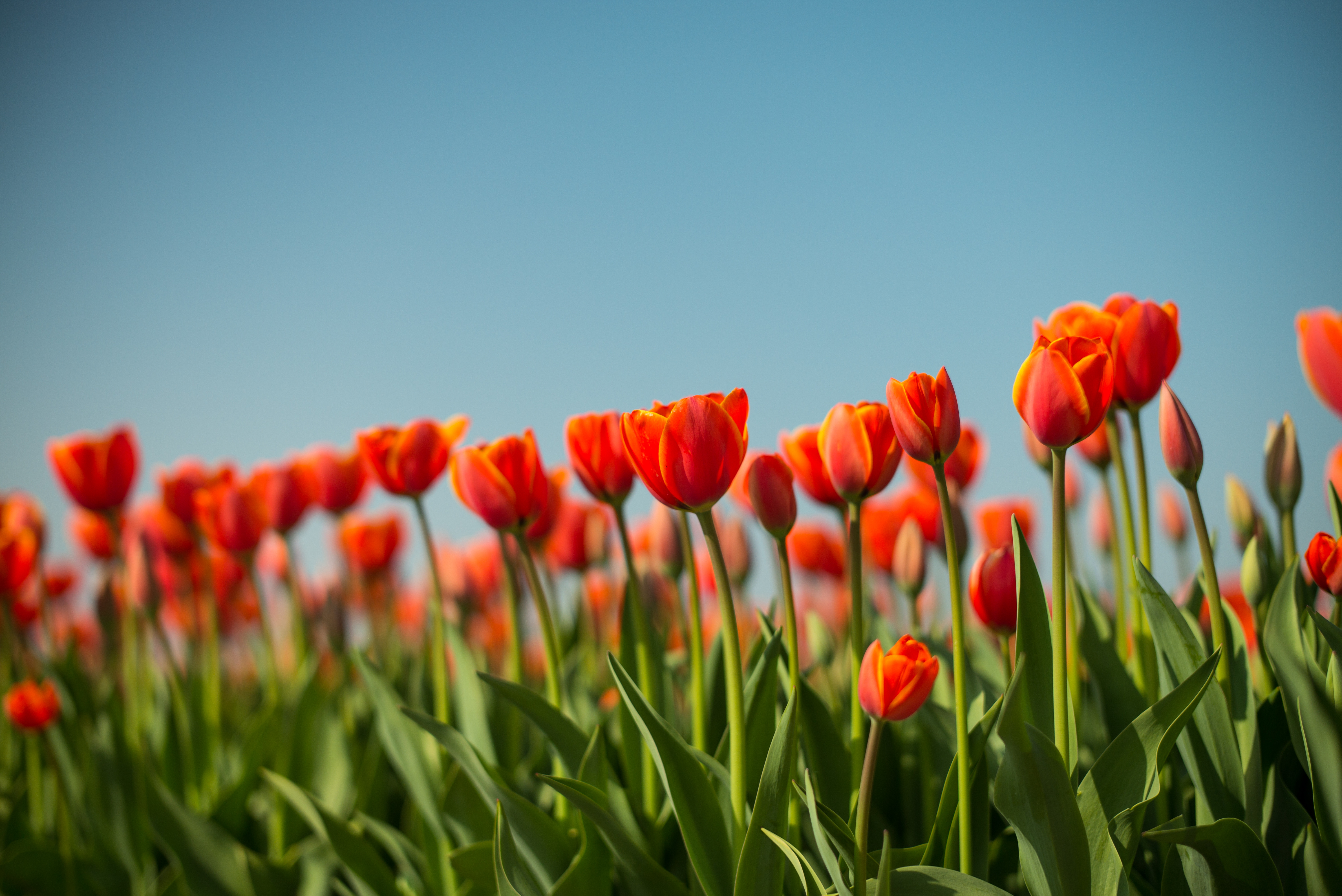 130156 скачать обои цветы, тюльпан, клумба, весна - заставки и картинки бесплатно