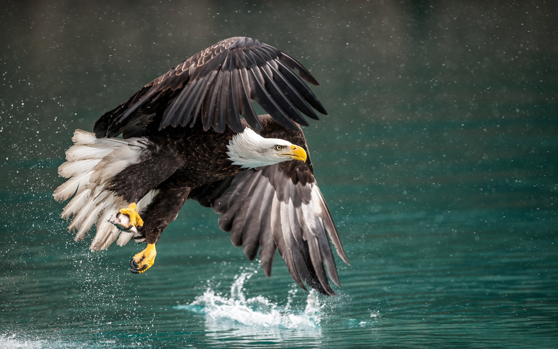 Free download wallpaper Birds, Water, Bird, Animal, Eagle, Bald Eagle on your PC desktop