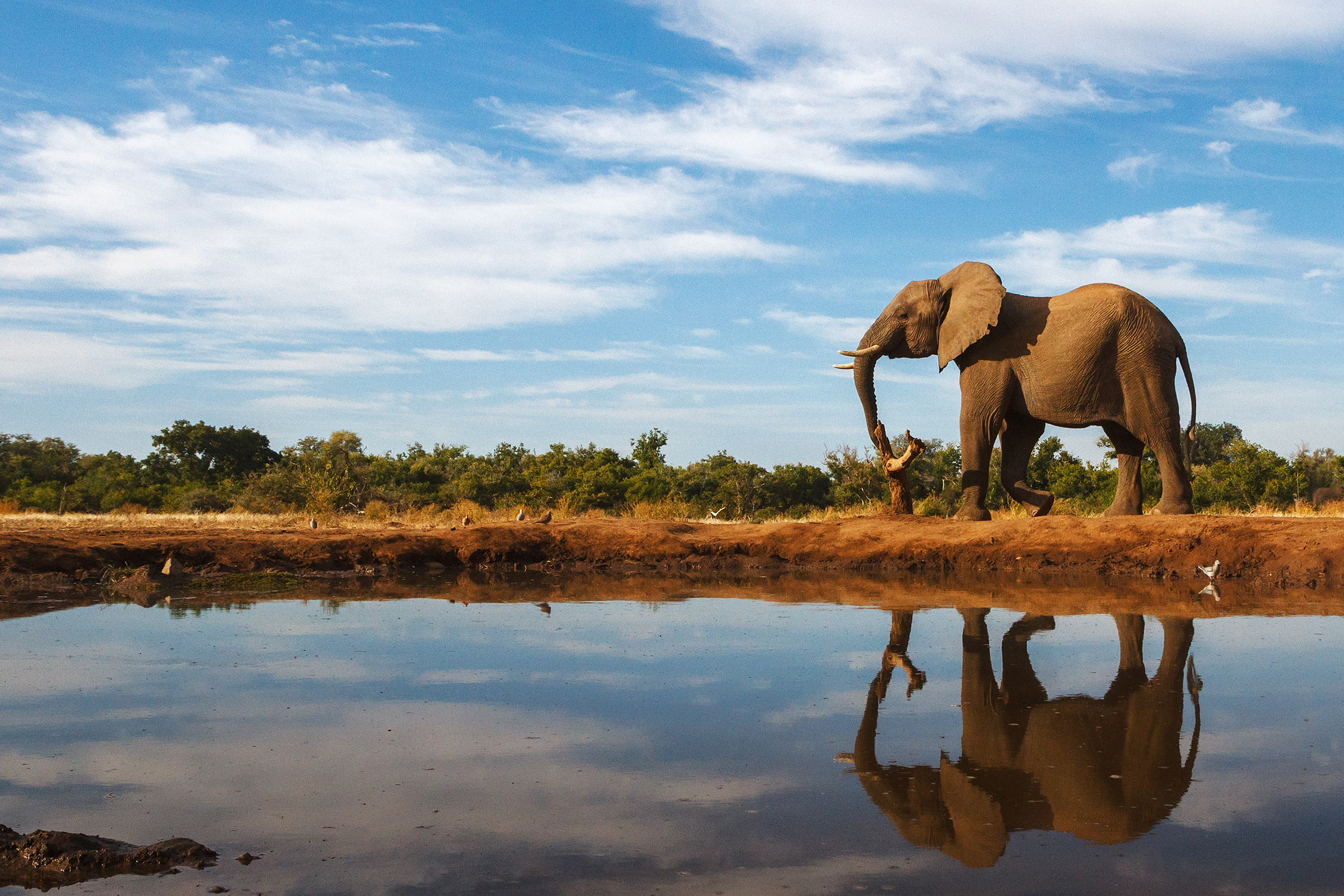 Téléchargez des papiers peints mobile Animaux, Éléphants, Réflection, Éléphant De Savane D'afrique gratuitement.