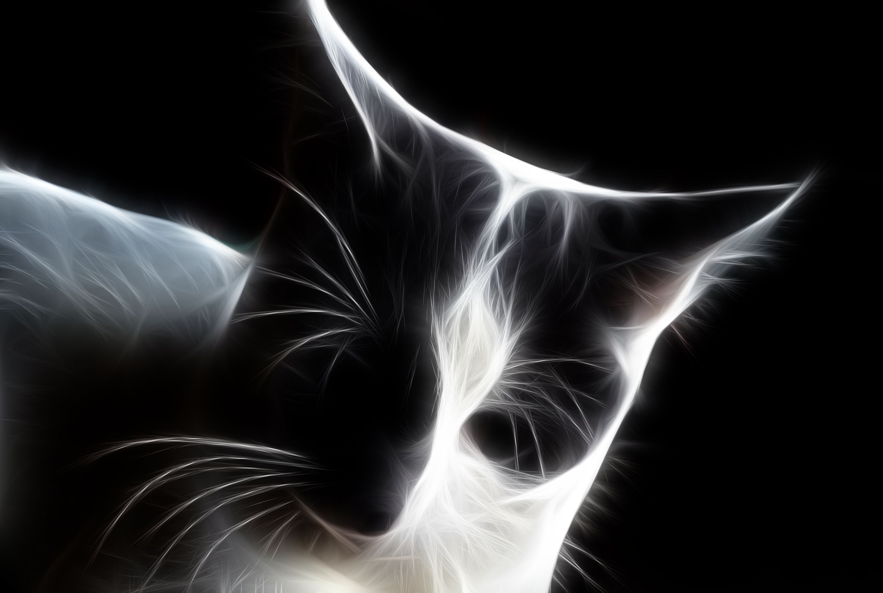 Descarga gratuita de fondo de pantalla para móvil de Gato, Gatos, Animales.