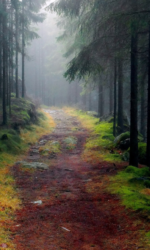 Download mobile wallpaper Forest, Tree, Earth, Path for free.