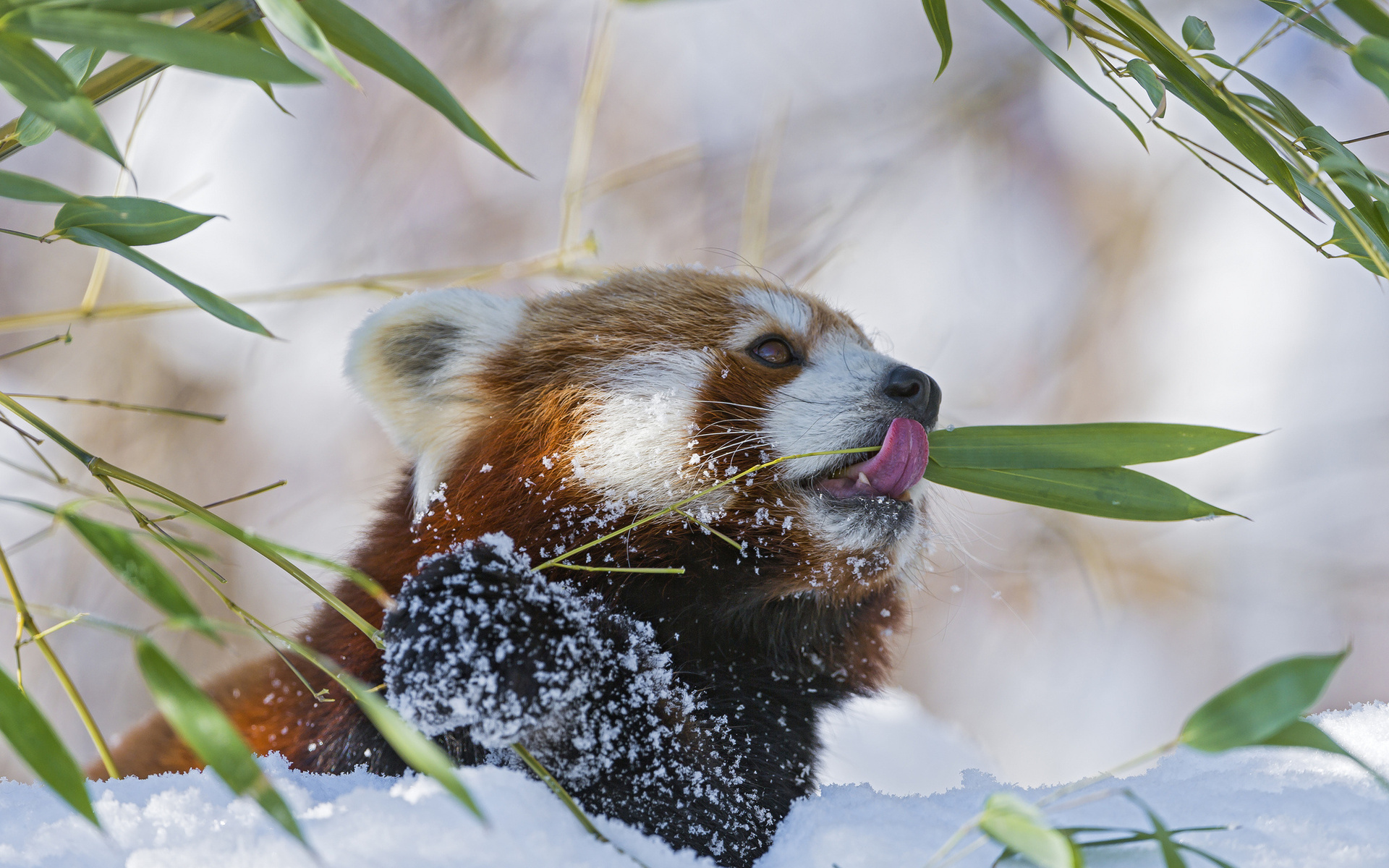 PCデスクトップに動物, レッサーパンダ画像を無料でダウンロード