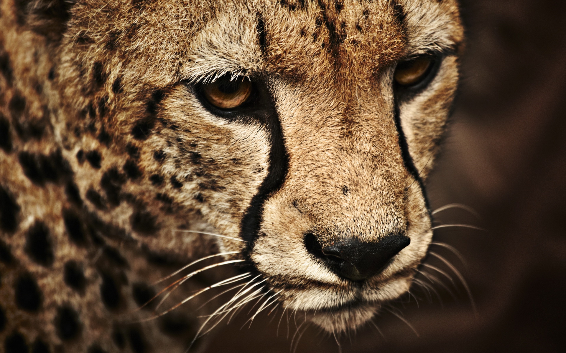 Téléchargez des papiers peints mobile Animaux, Chats, Guépard gratuitement.