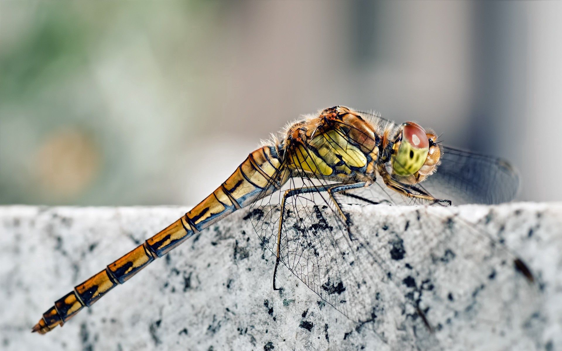 Download mobile wallpaper Rock, Sit, Stone, Macro, Dragonfly, Insect for free.
