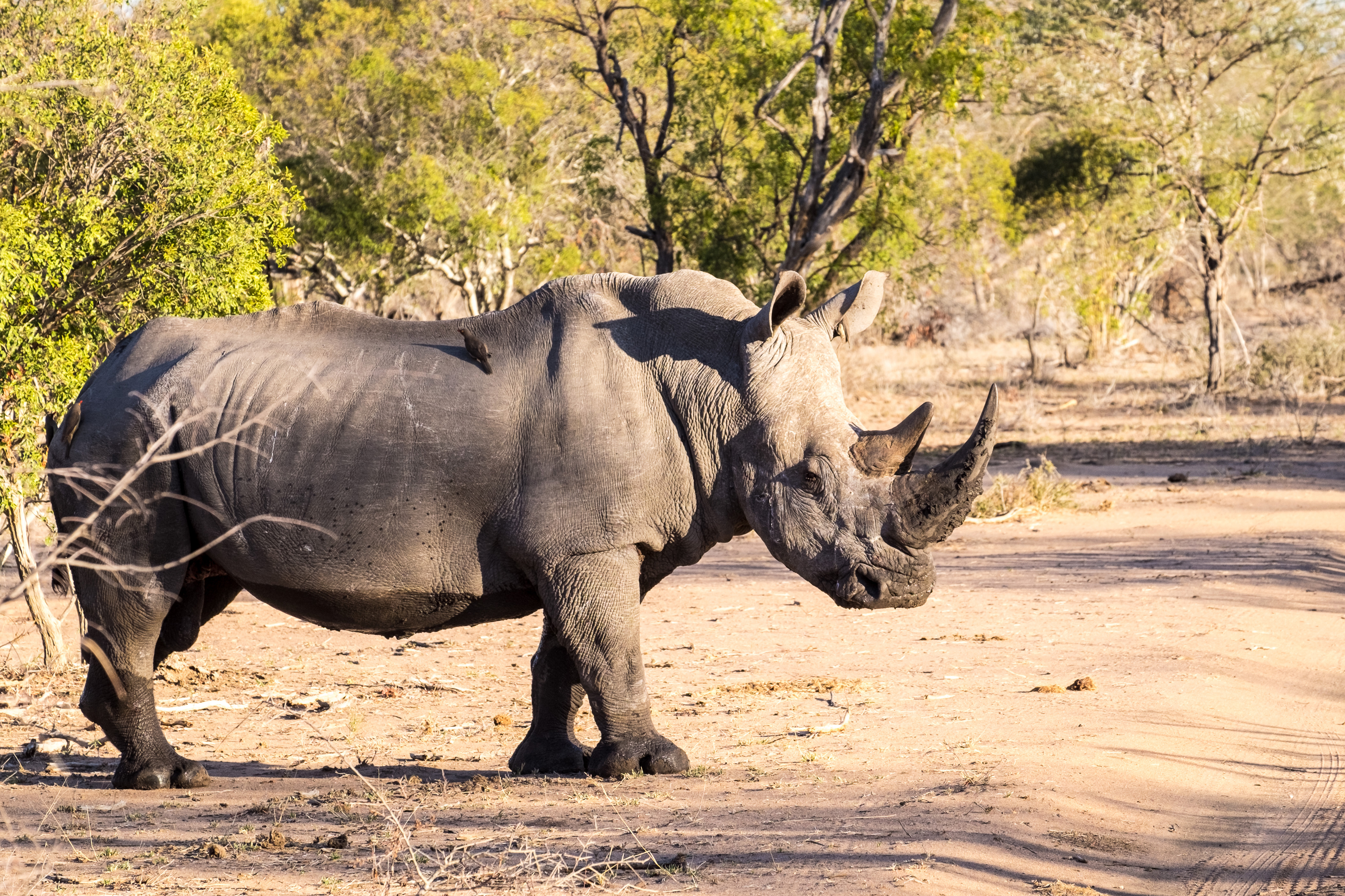 Baixe gratuitamente a imagem Animais, Rinoceronte, Ensolarado na área de trabalho do seu PC
