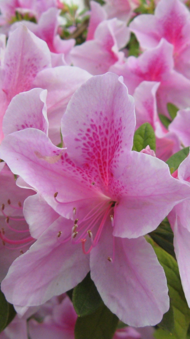 Téléchargez des papiers peints mobile Fleurs, Fleur, Rhododendron, Terre/nature gratuitement.