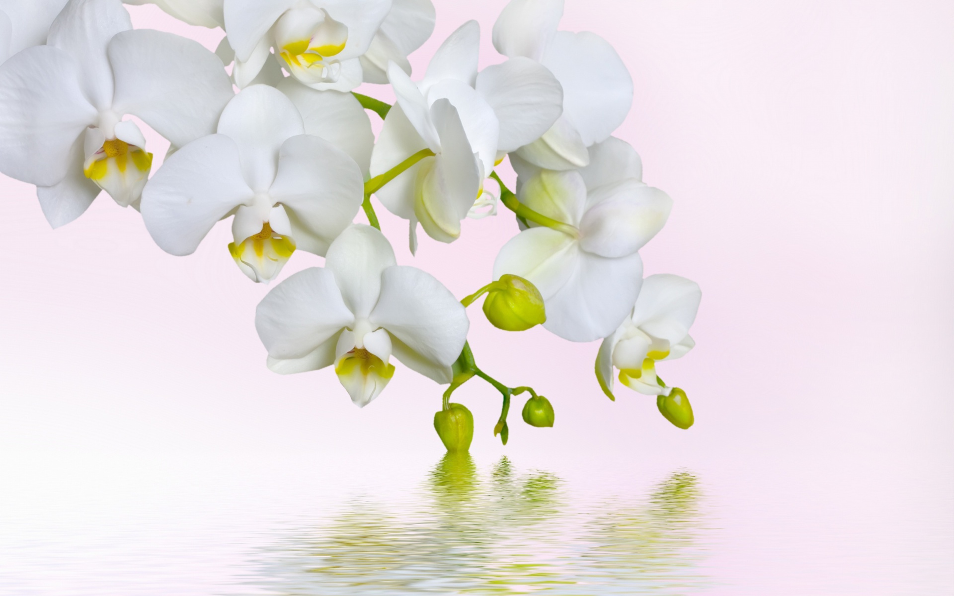Handy-Wallpaper Blumen, Wasser, Blume, Nahansicht, Orchidee, Weiße Blume, Erde/natur kostenlos herunterladen.