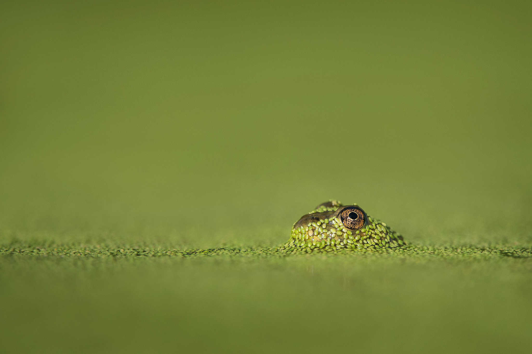Download mobile wallpaper Frogs, Blur, Animal, Frog for free.