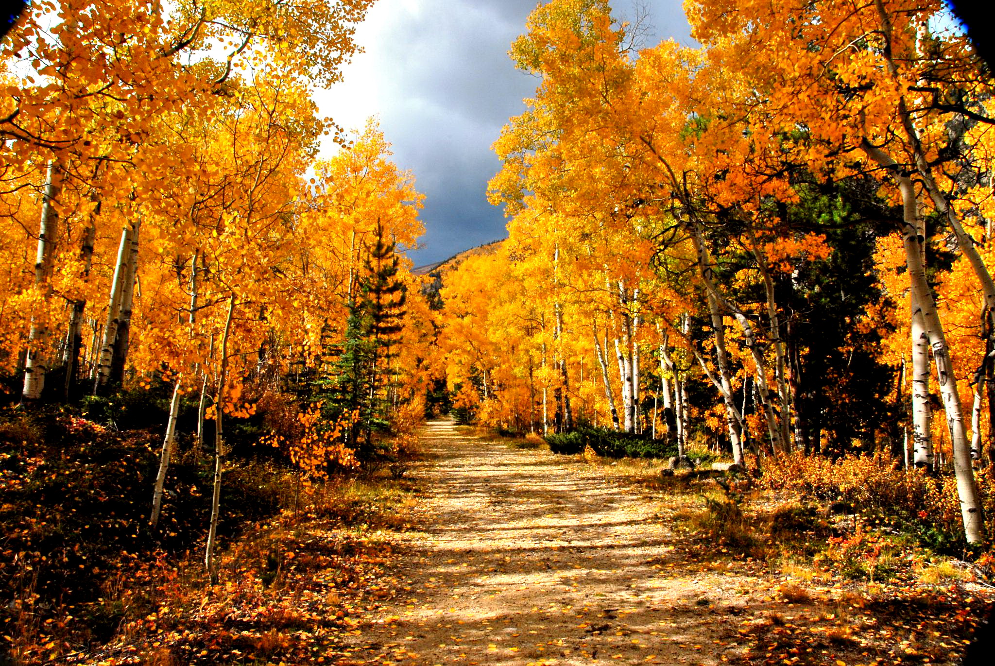 PCデスクトップに秋, バーチ, 道, 森, マンメイド, 未舗装の道路画像を無料でダウンロード