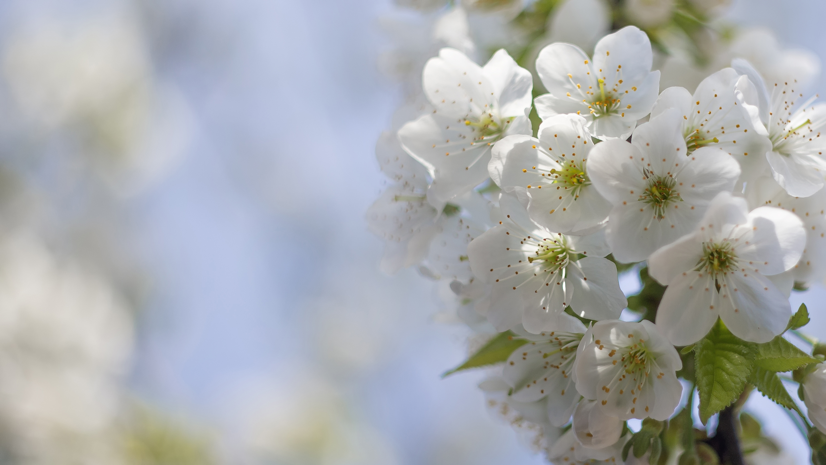 Free download wallpaper Nature, Flowers, Flower, Blur, Close Up, Earth, White Flower, Blossom on your PC desktop