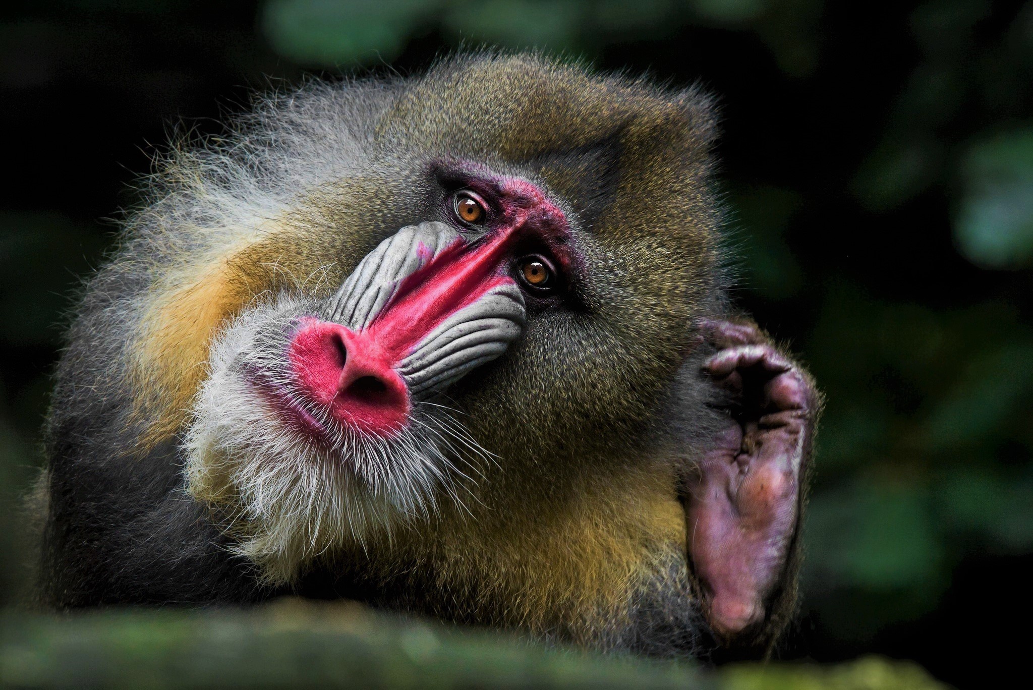 427176 descargar fondo de pantalla animales, mandril, vistoso, monos: protectores de pantalla e imágenes gratis