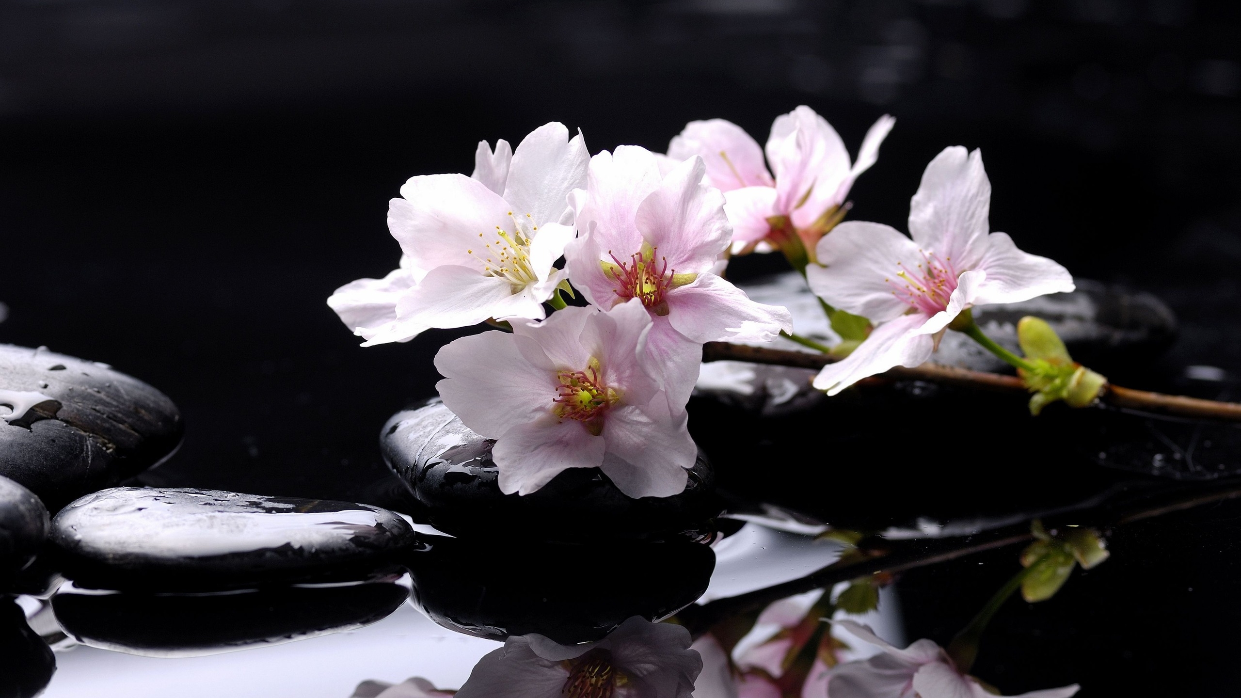 Free download wallpaper Still Life, Reflection, Flower, Stone, Photography, Blossom, Pink Flower on your PC desktop