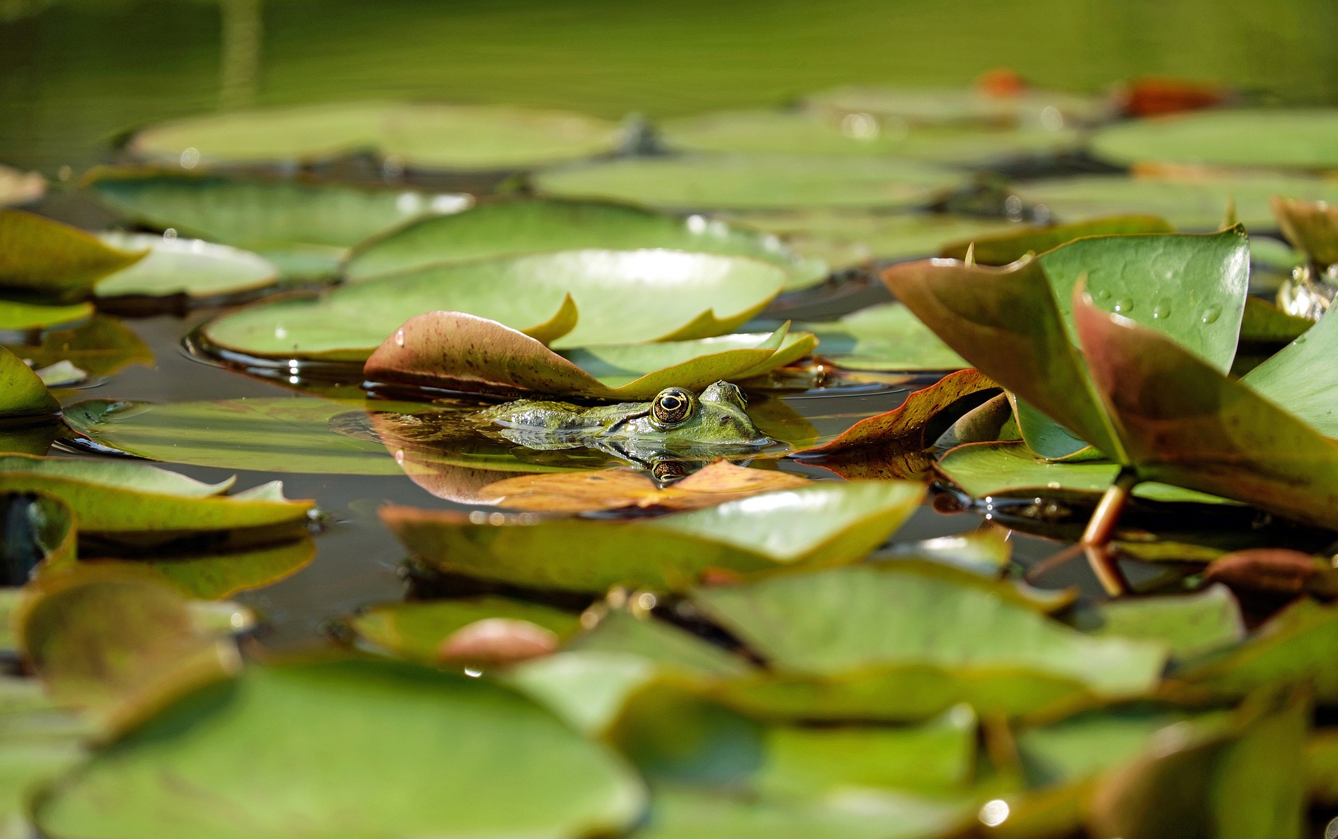 Free download wallpaper Frogs, Animal, Frog, Amphibian, Lily Pad on your PC desktop