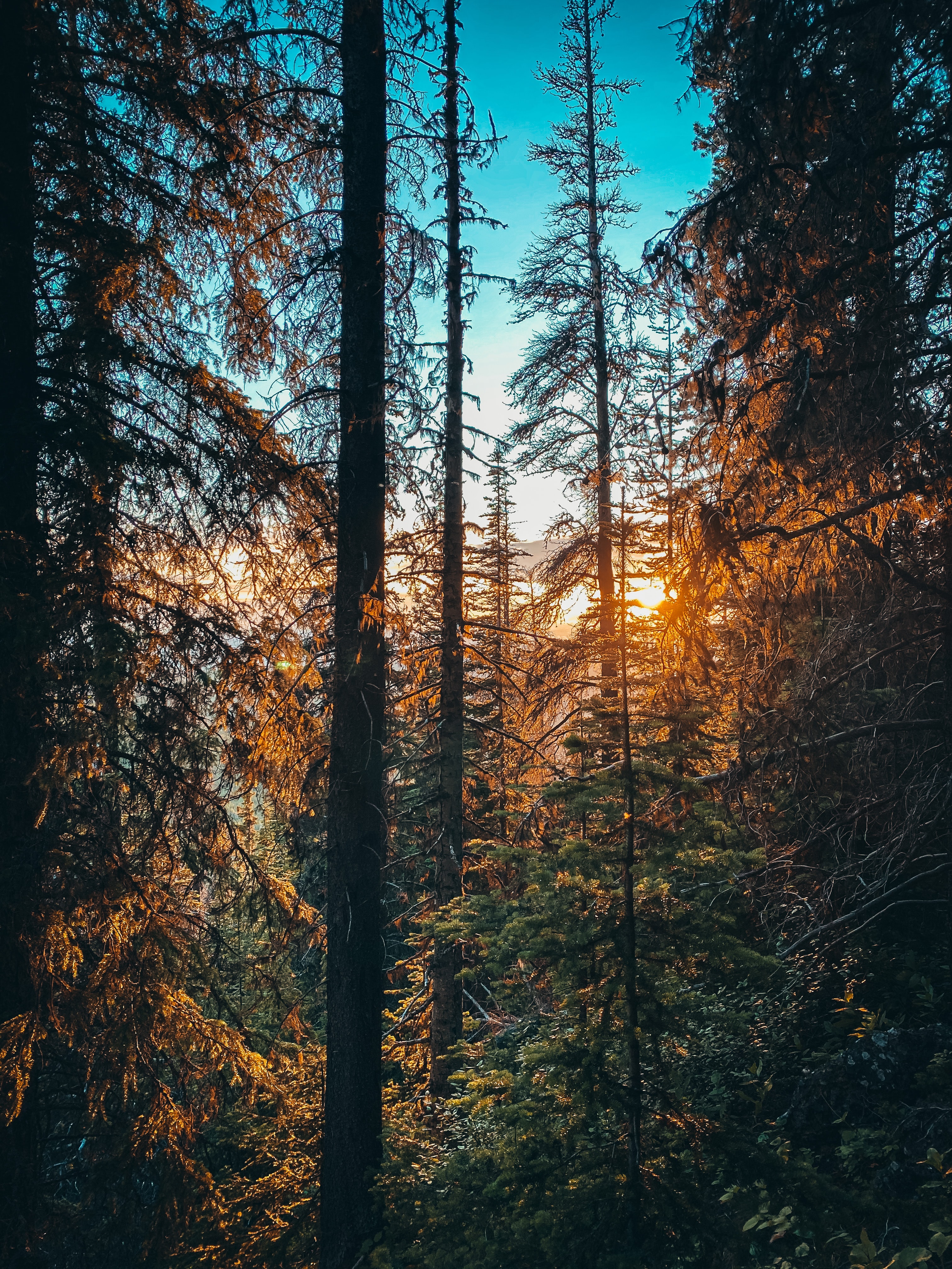 nature, forest, sun, beams, rays, branches, spruce, fir Panoramic Wallpaper