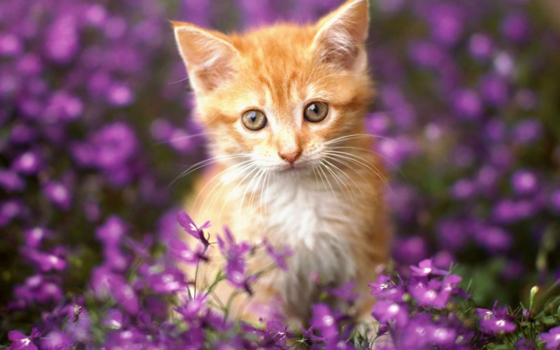 Free download wallpaper Cat, Cats, Animal on your PC desktop