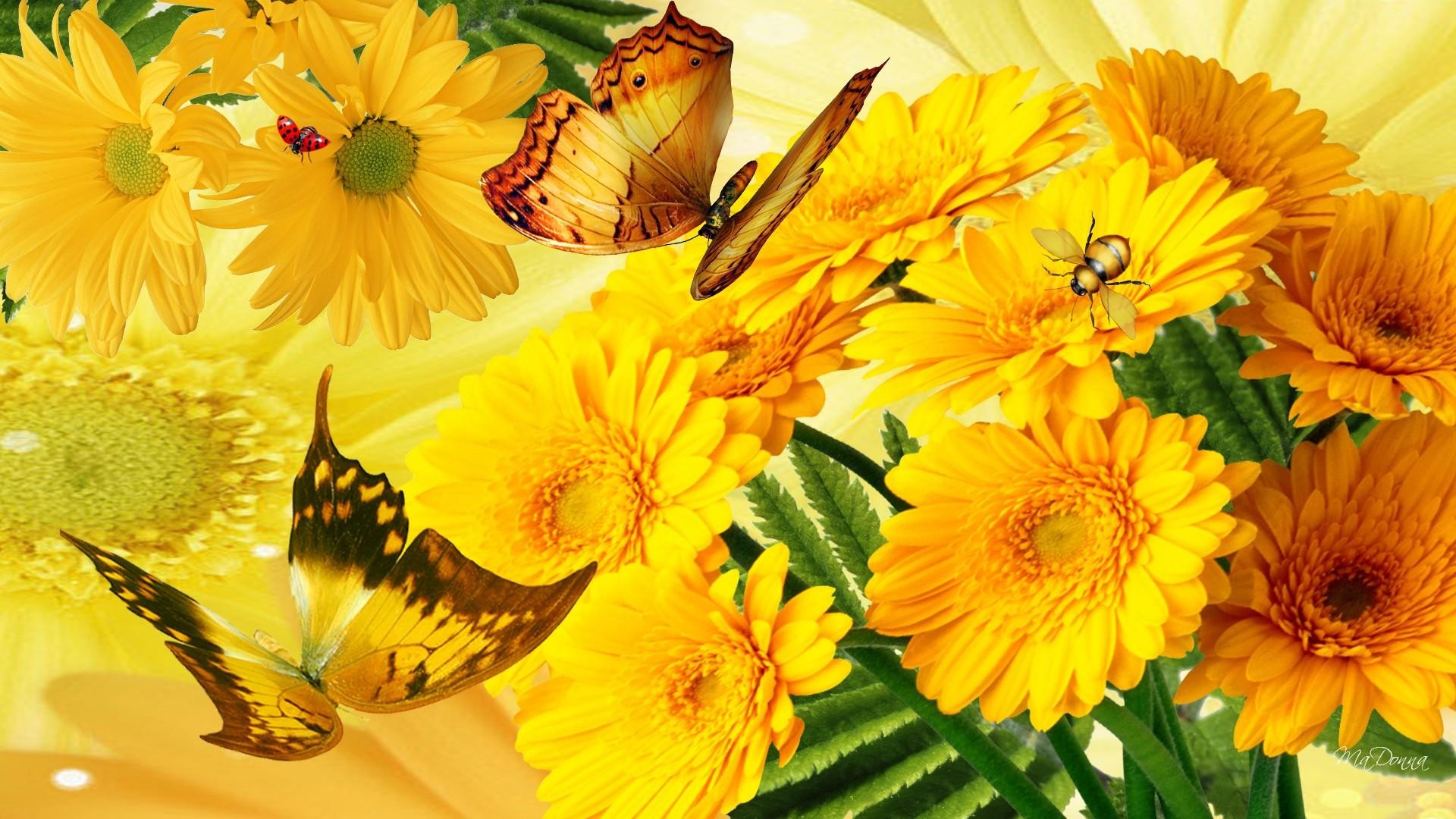 Laden Sie das Schmetterlinge, Blumen, Gerbera, Blume, Gelbe Blume, Künstlerisch-Bild kostenlos auf Ihren PC-Desktop herunter