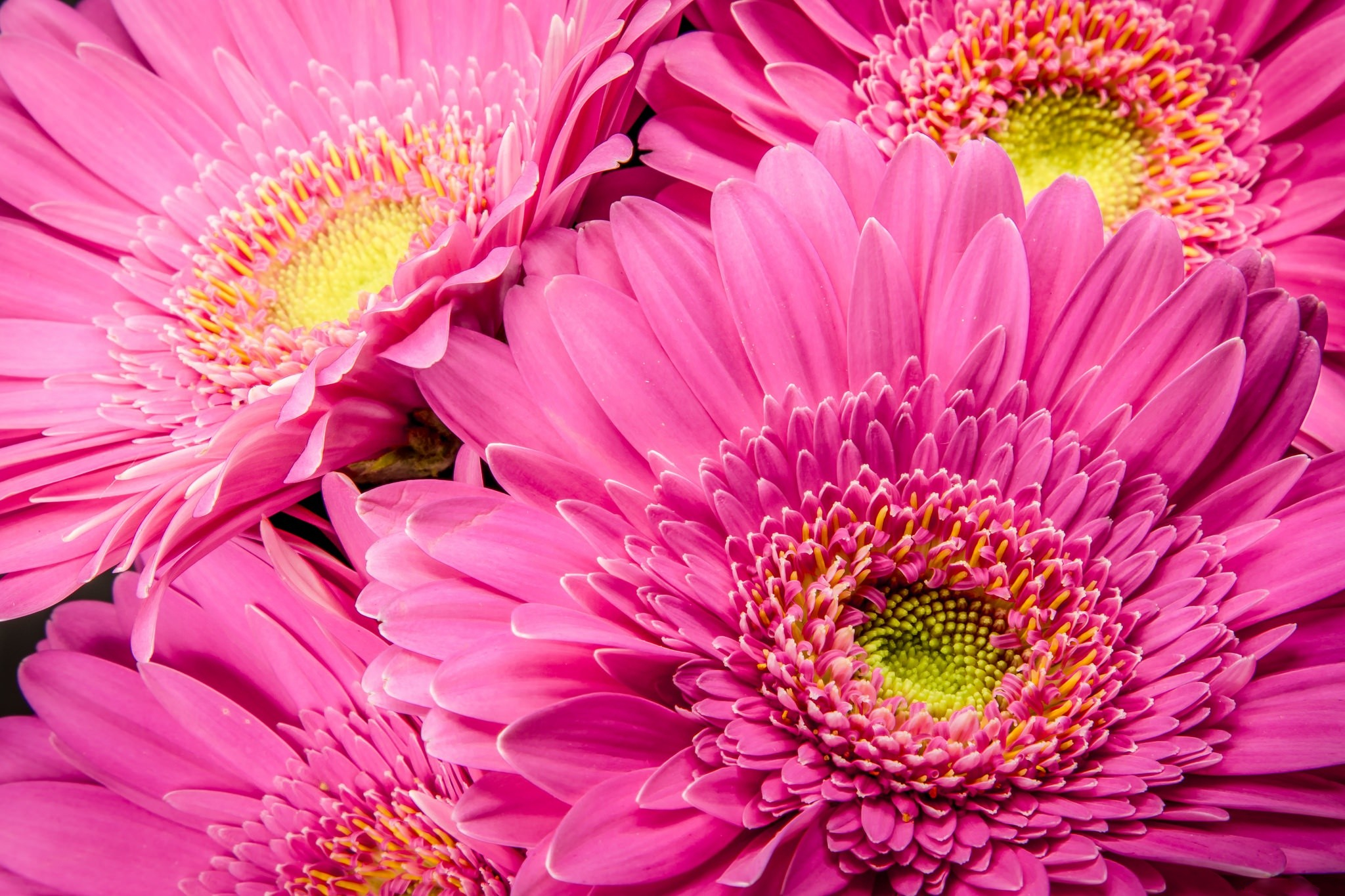 Téléchargez gratuitement l'image Fleurs, Fleur, Gerbera, Terre/nature, Fleur Rose sur le bureau de votre PC