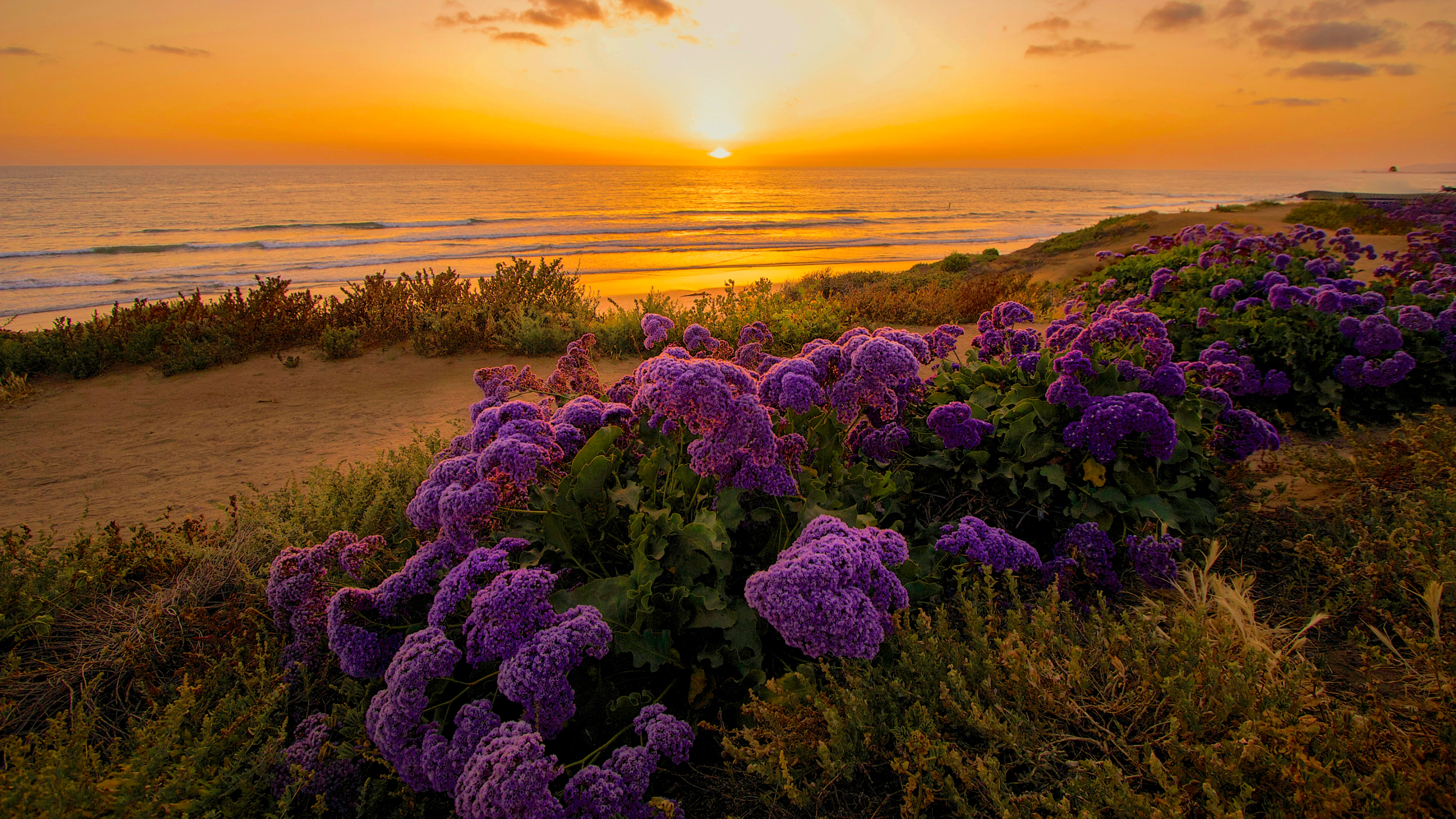 Download mobile wallpaper Flowers, Sunset, Sea, Beach, Horizon, Flower, Coast, Ocean, Earth, Purple Flower for free.