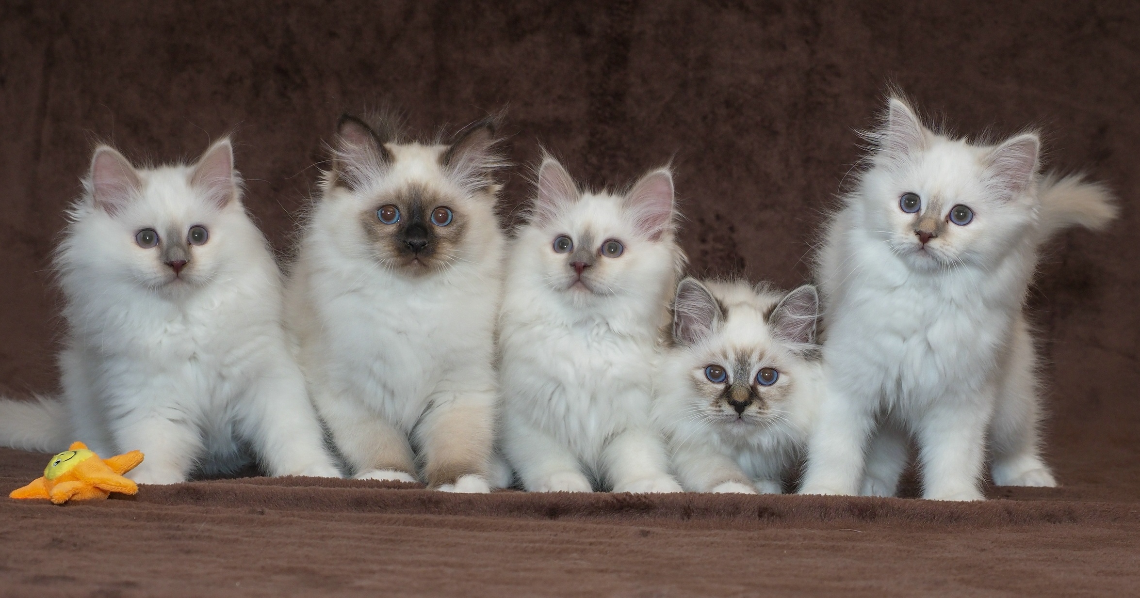 Baixe gratuitamente a imagem Animais, Gatos, Gato na área de trabalho do seu PC