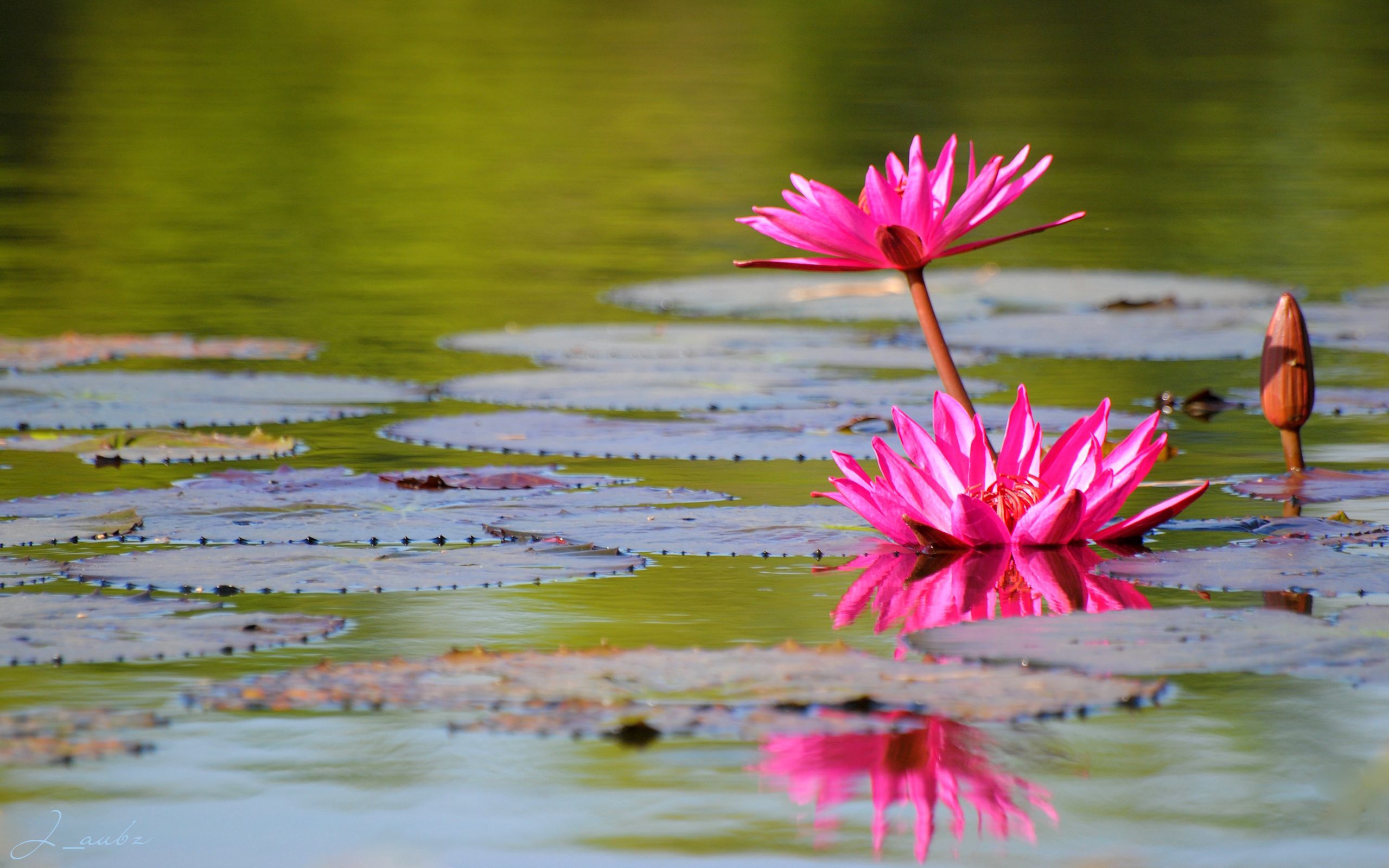 lilies, smooth, water lilies, flowers, water, leaves, reflection, bud, surface