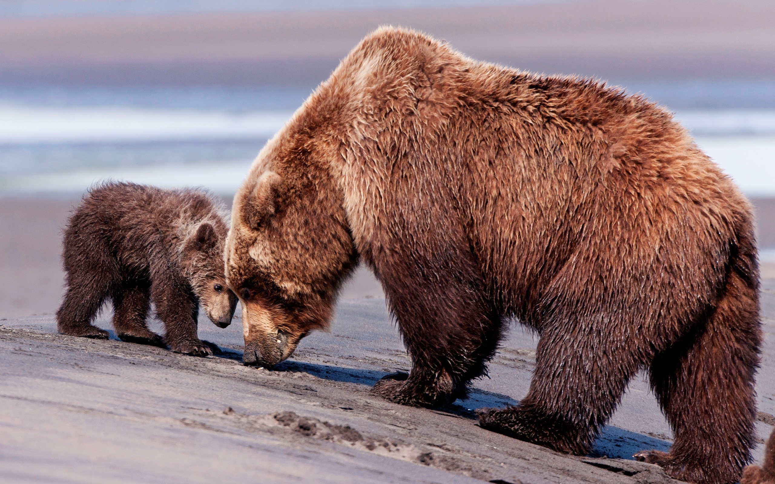 PCデスクトップに動物, クマ画像を無料でダウンロード