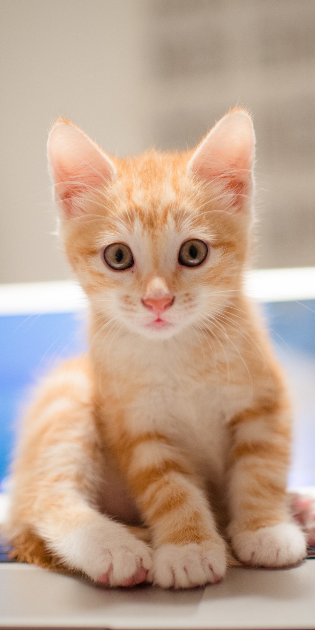 Download mobile wallpaper Cats, Cat, Kitten, Animal, Laptop, Baby Animal for free.