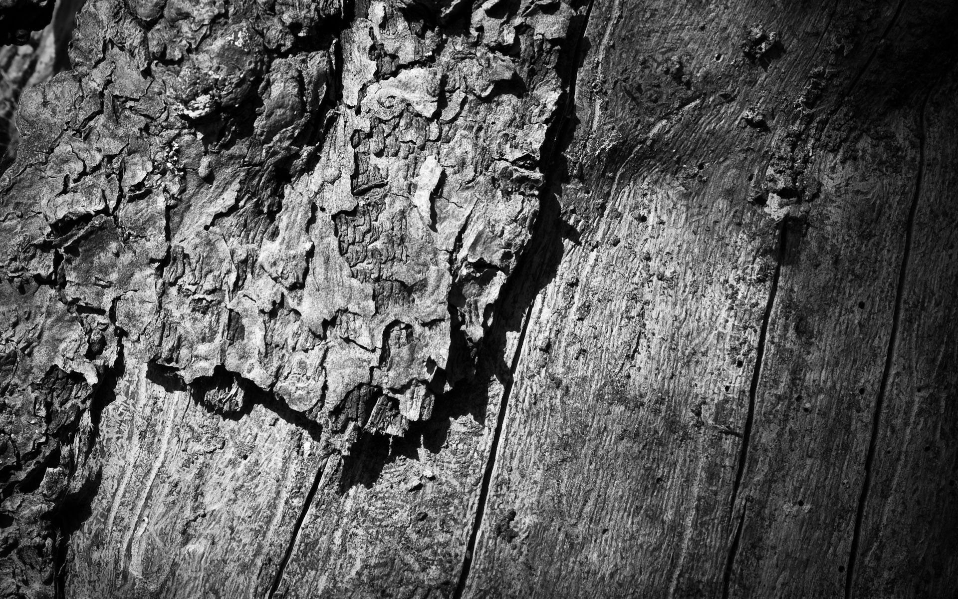 wood, wooden, tree, texture, textures, surface, bw, chb, trunk