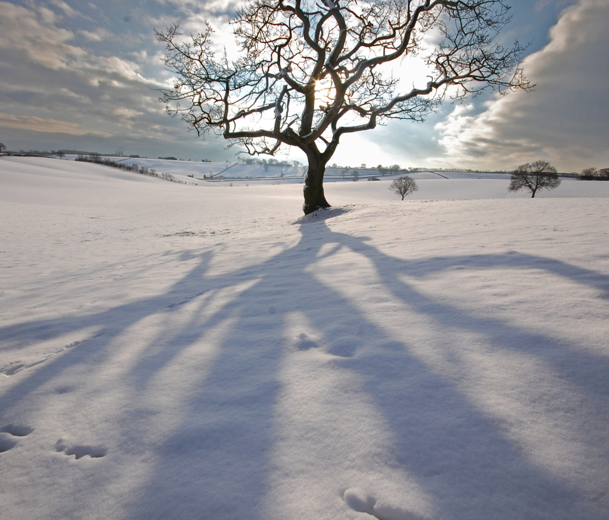 Baixar papel de parede para celular de Inverno, Neve, Árvore, Terra, Sombra, Terra/natureza gratuito.