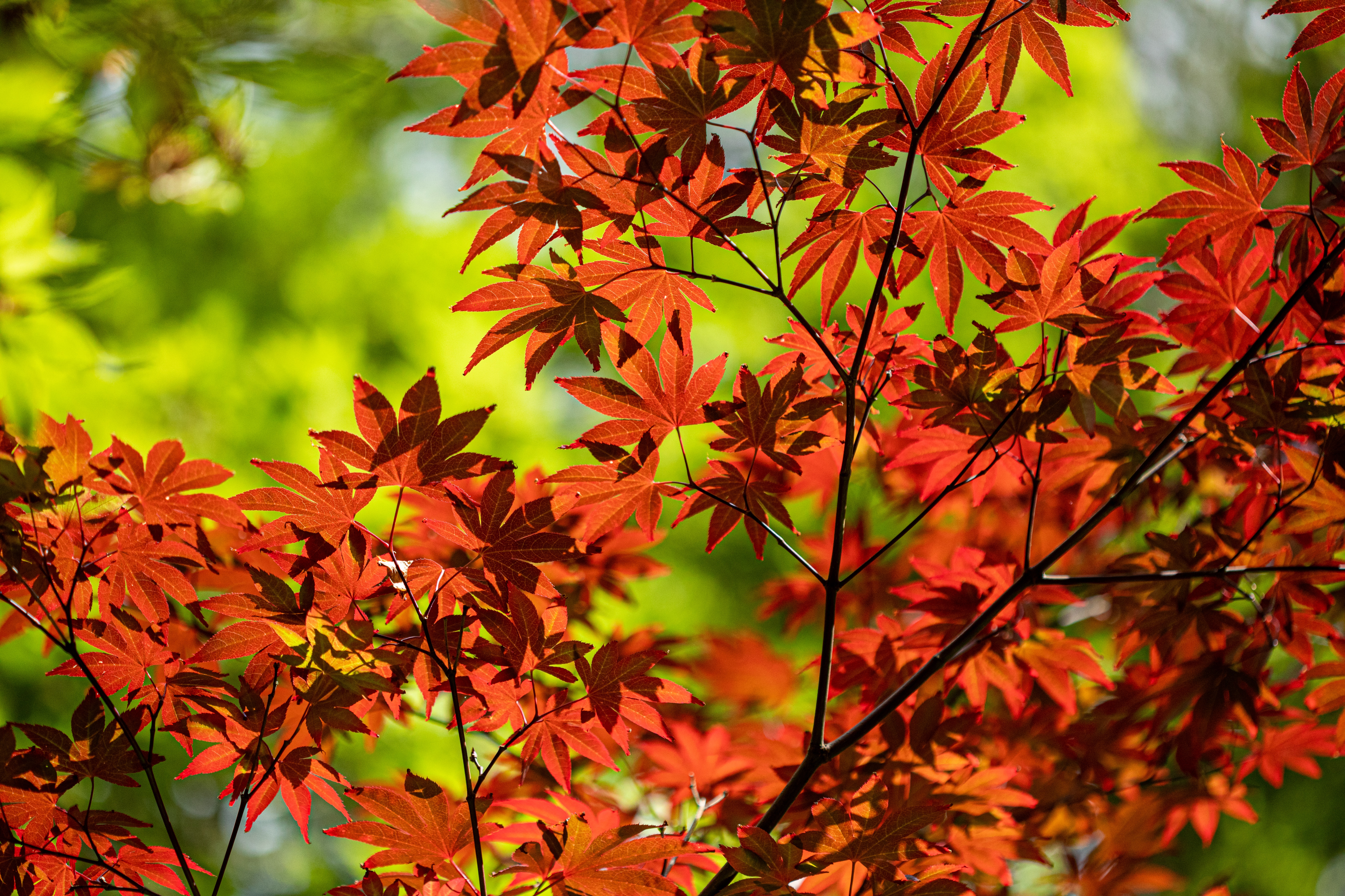 94807 descargar fondo de pantalla naturaleza, otoño, hojas, rojo, rama, arce: protectores de pantalla e imágenes gratis