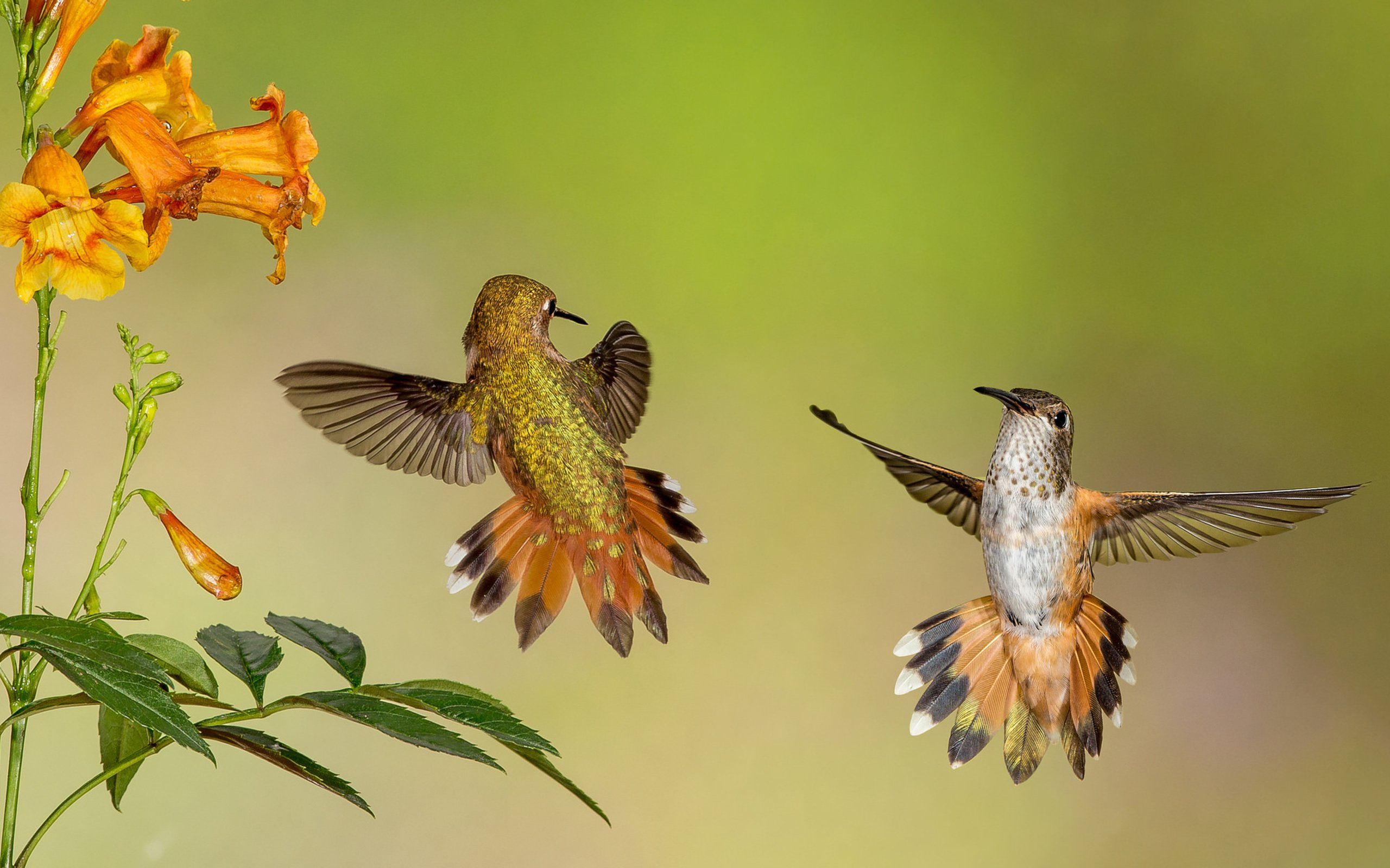 Download mobile wallpaper Birds, Flower, Bird, Animal, Hummingbird, Orange Flower for free.