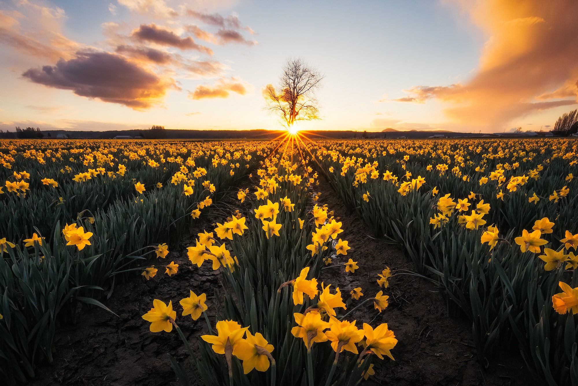 Download mobile wallpaper Flowers, Sunset, Earth, Field, Yellow Flower, Daffodil for free.