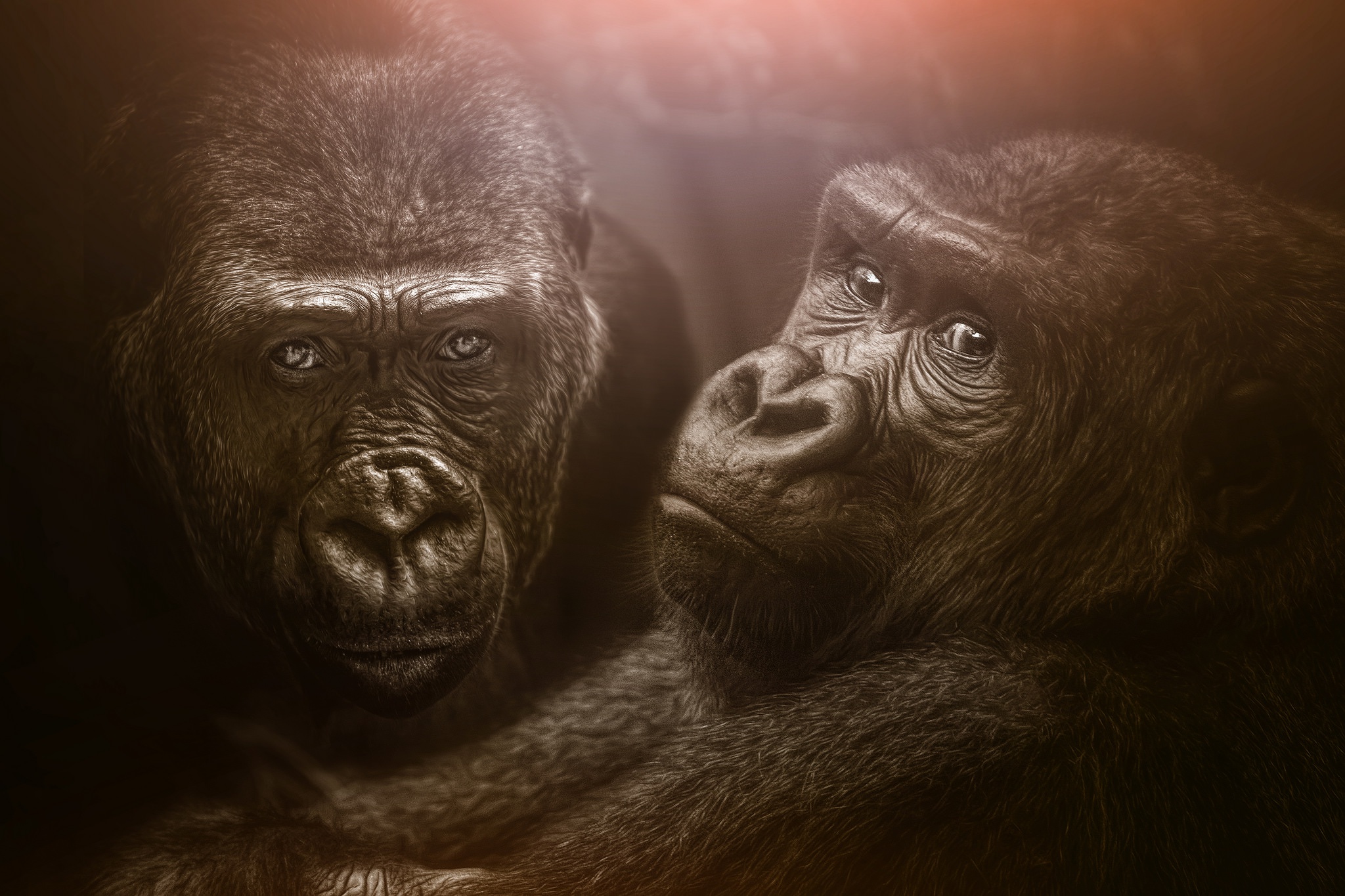 Download mobile wallpaper Monkeys, Gorilla, Monkey, Animal, Primate for free.