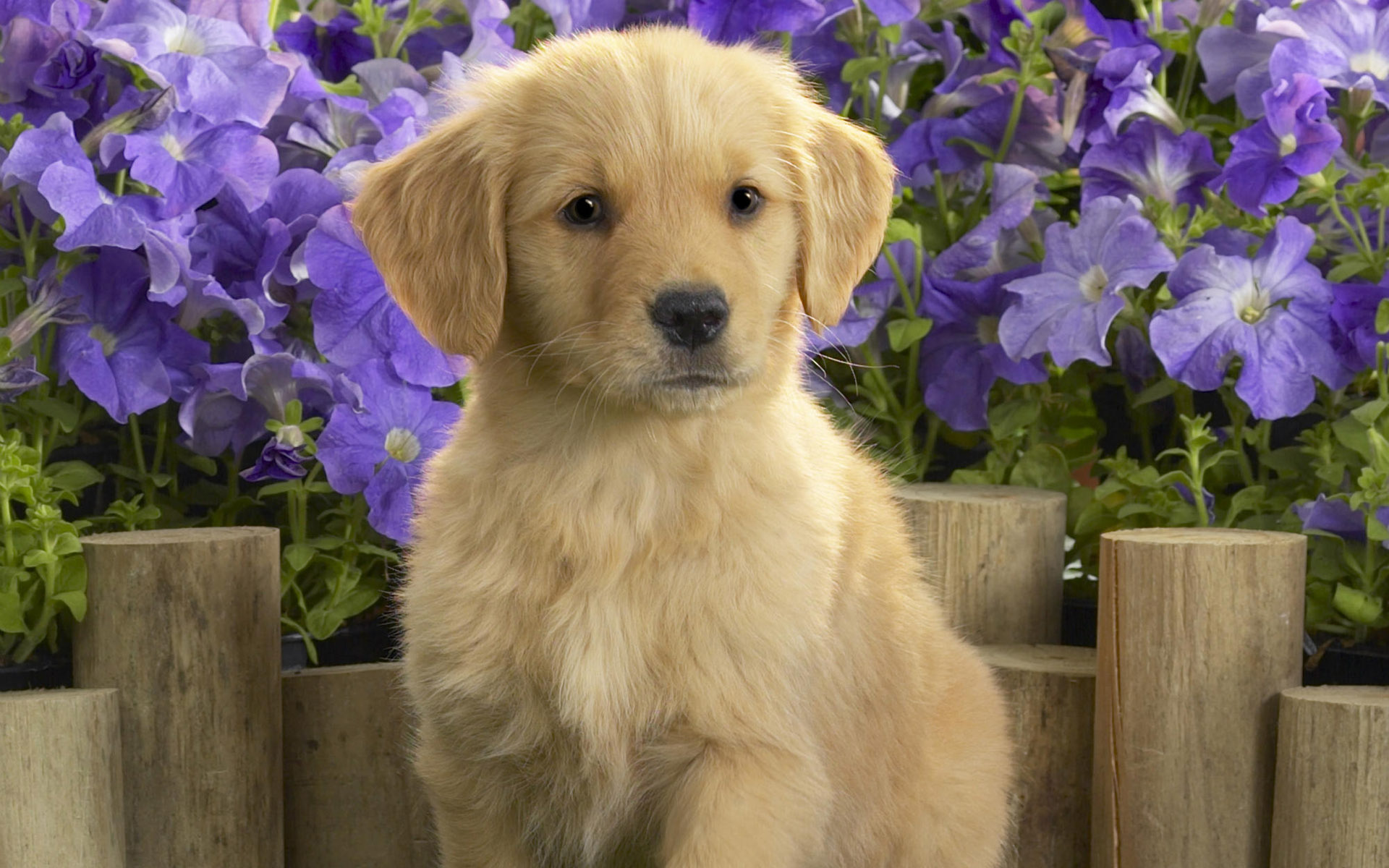 Download mobile wallpaper Puppy, Dogs, Animal for free.