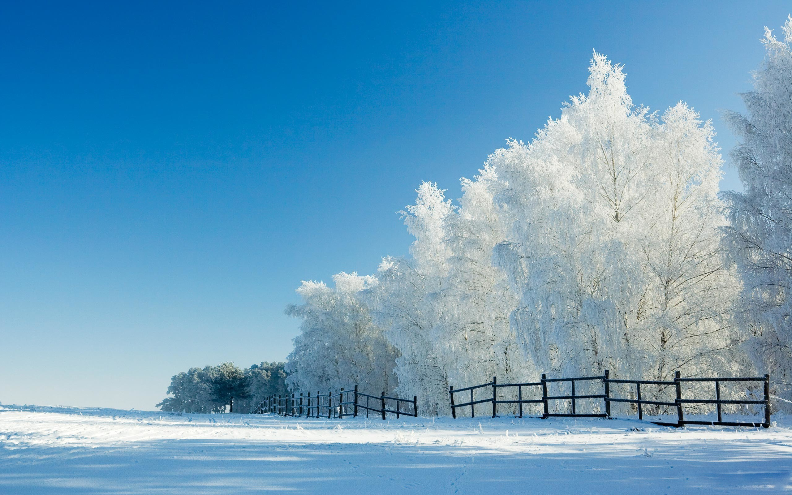 PCデスクトップに冬, 自然, 木, 雪, 公園, 地球, フェンス画像を無料でダウンロード