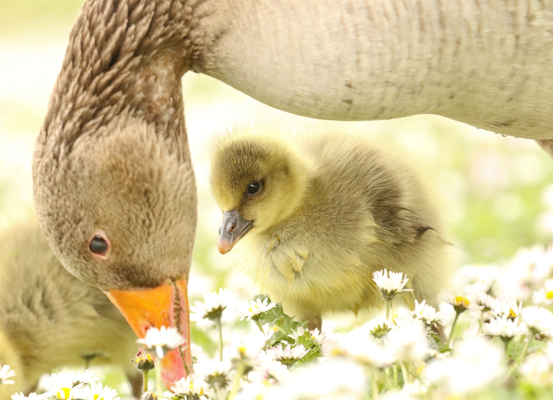 Laden Sie das Tiere, Vögel, Küken, Vogel, Süß, Gans, Weiße Blume, Tierbaby-Bild kostenlos auf Ihren PC-Desktop herunter