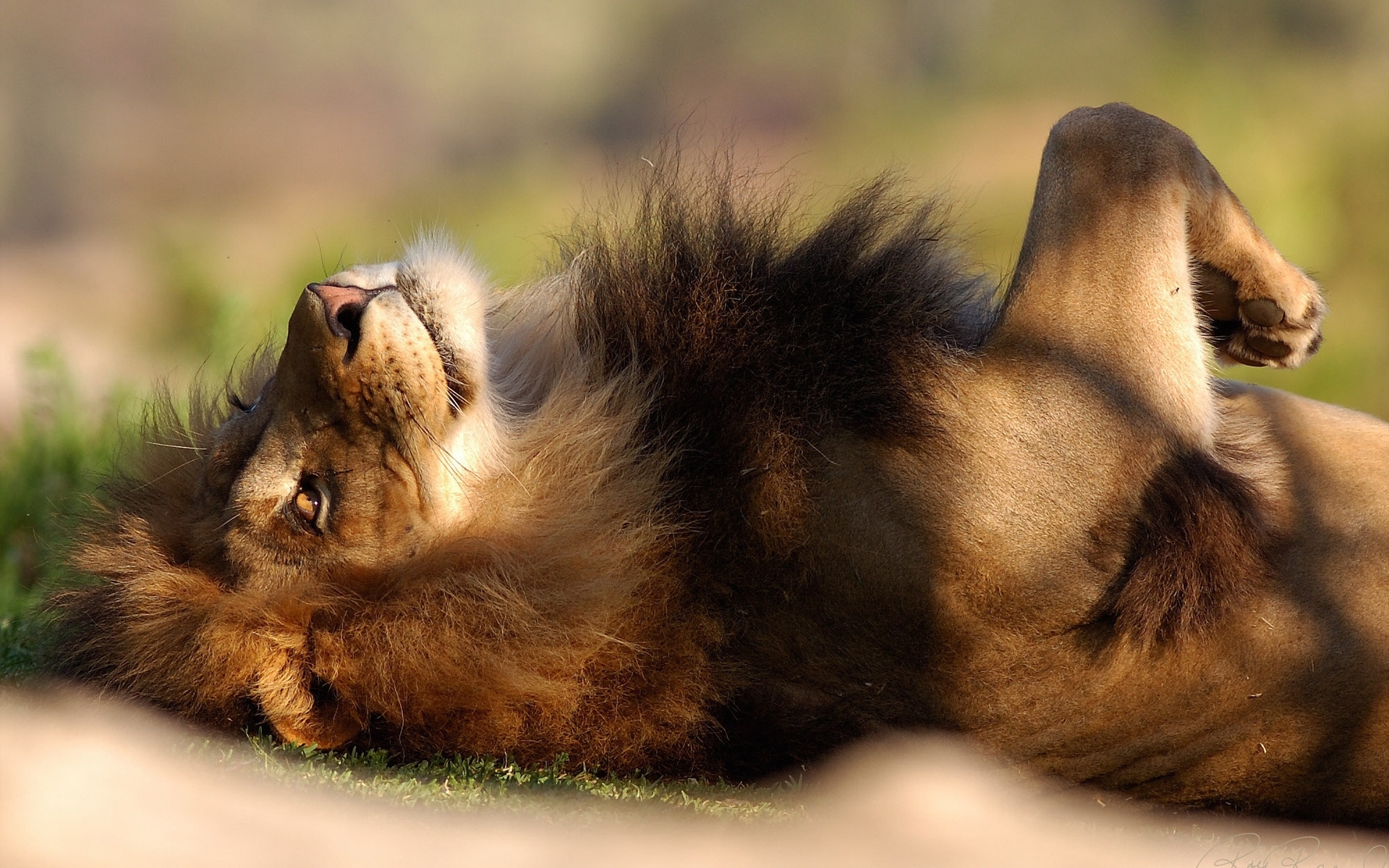 animals, lions, orange Image for desktop