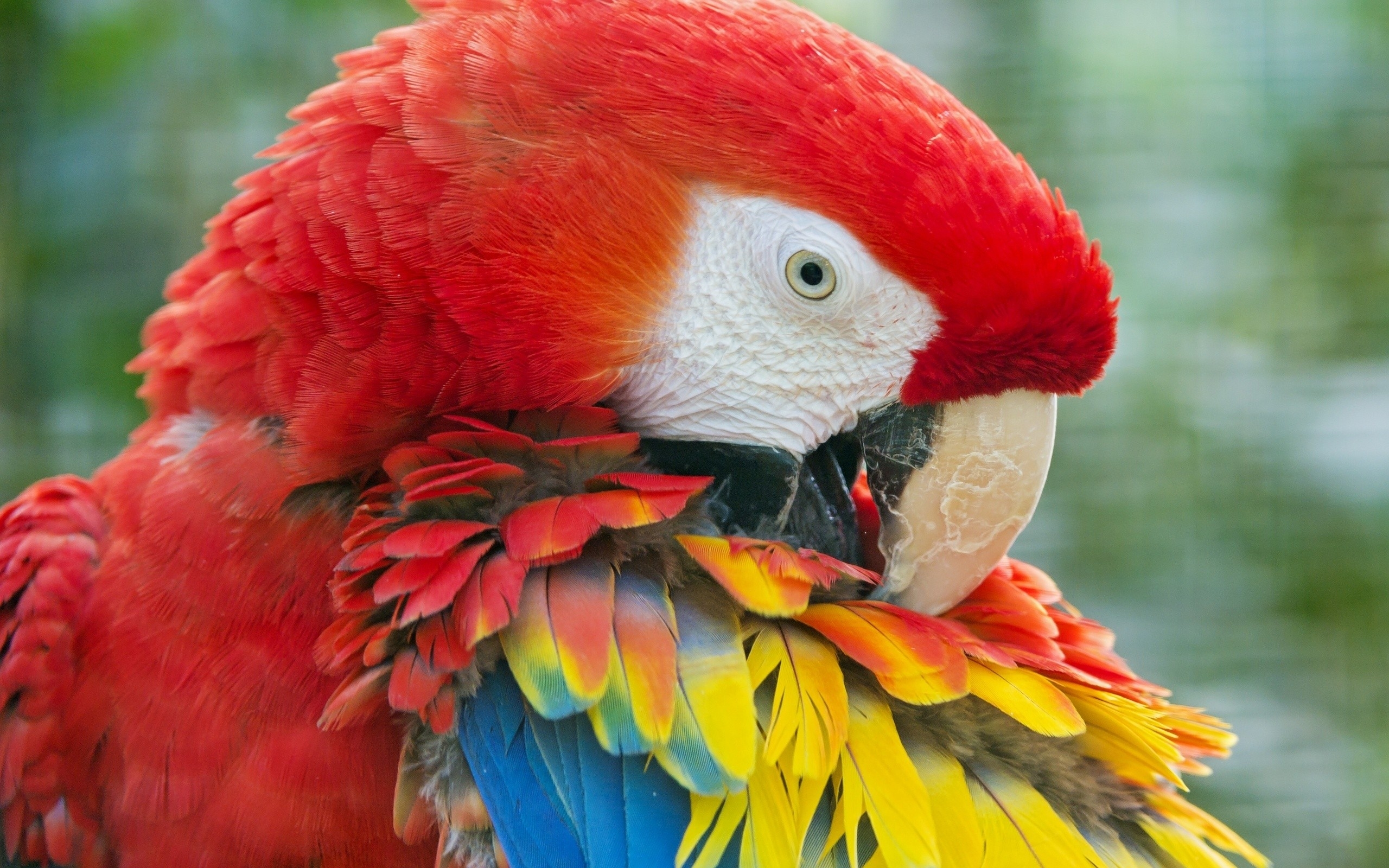 Free download wallpaper Animal, Scarlet Macaw on your PC desktop