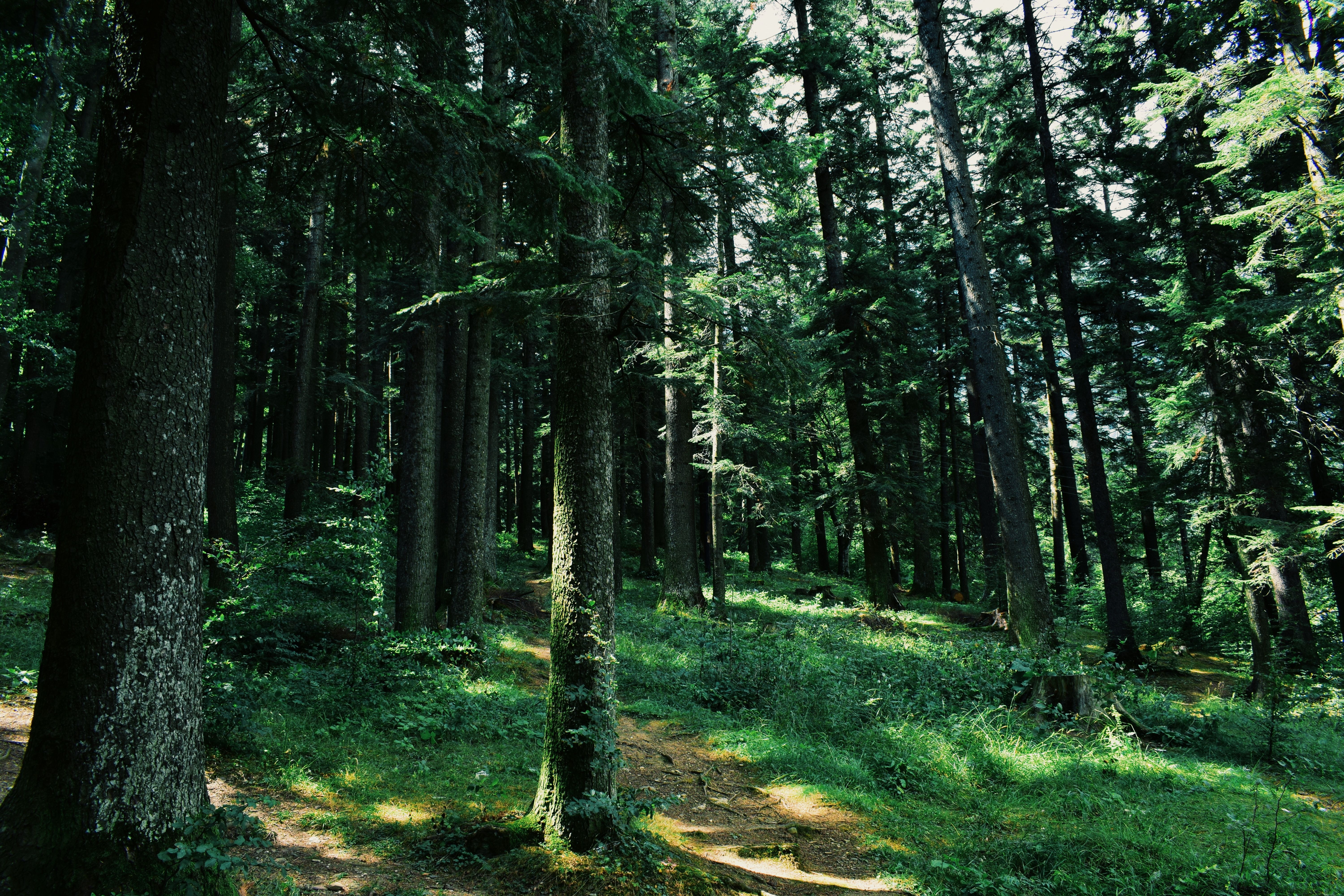 PCデスクトップにパス, 自然, 木, 草, 道, 森林, 森画像を無料でダウンロード