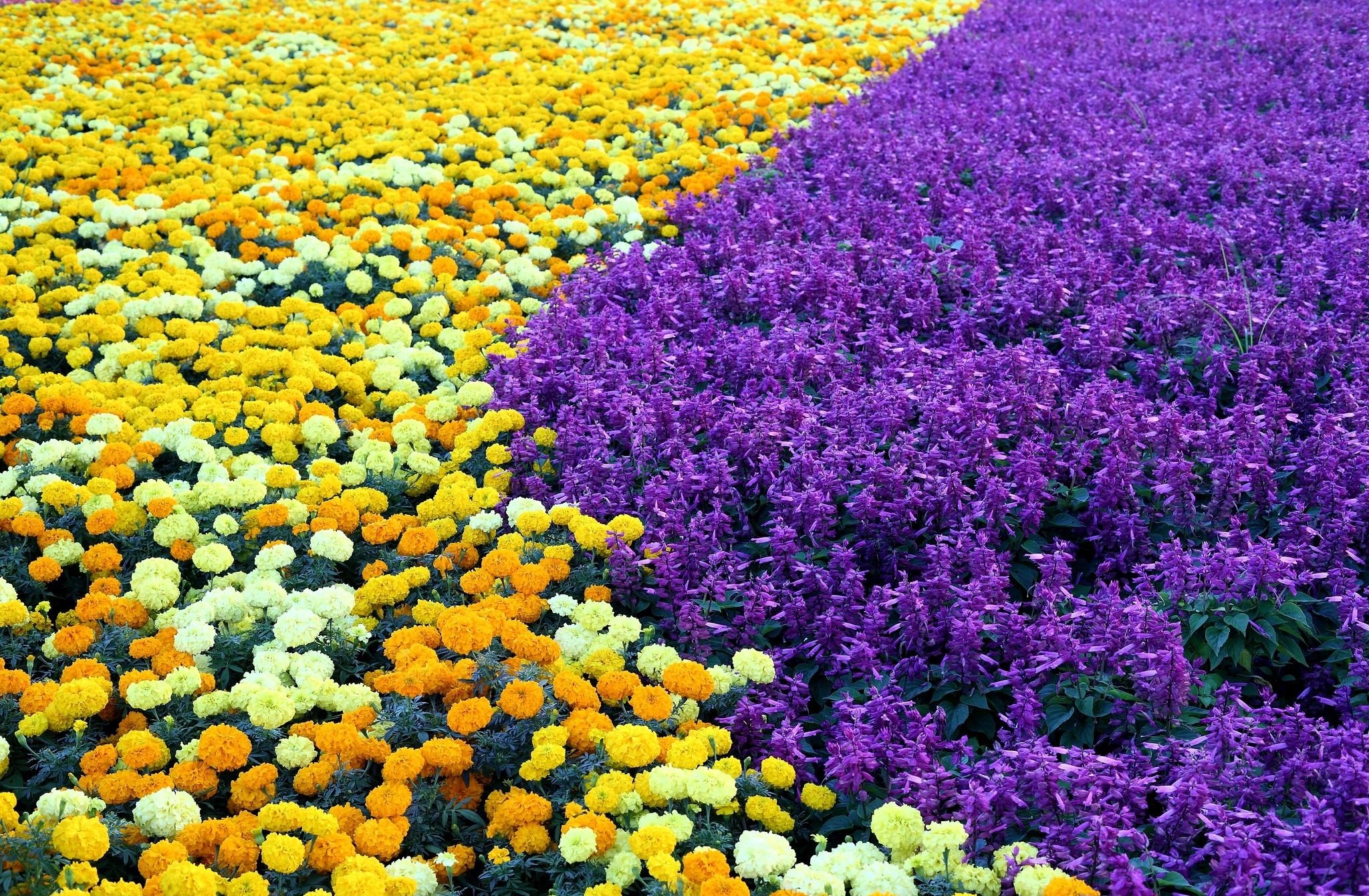 flowers, pattern, flower bed, flowerbed, velvet, barhotki, salvia