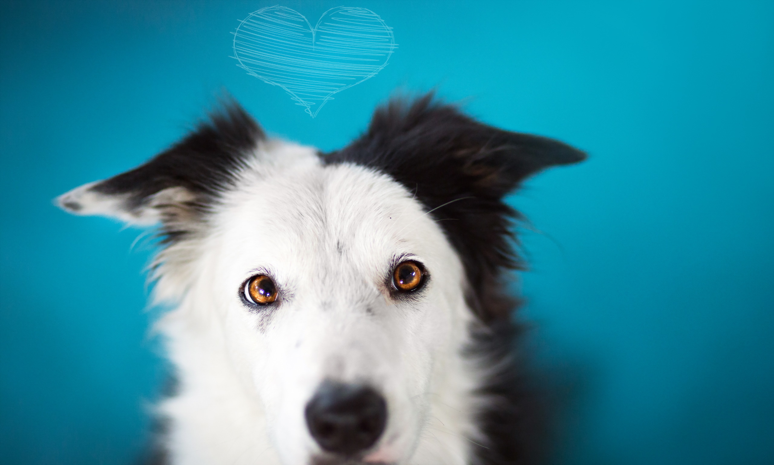 Téléchargez gratuitement l'image Chiens, Chien, Animaux sur le bureau de votre PC