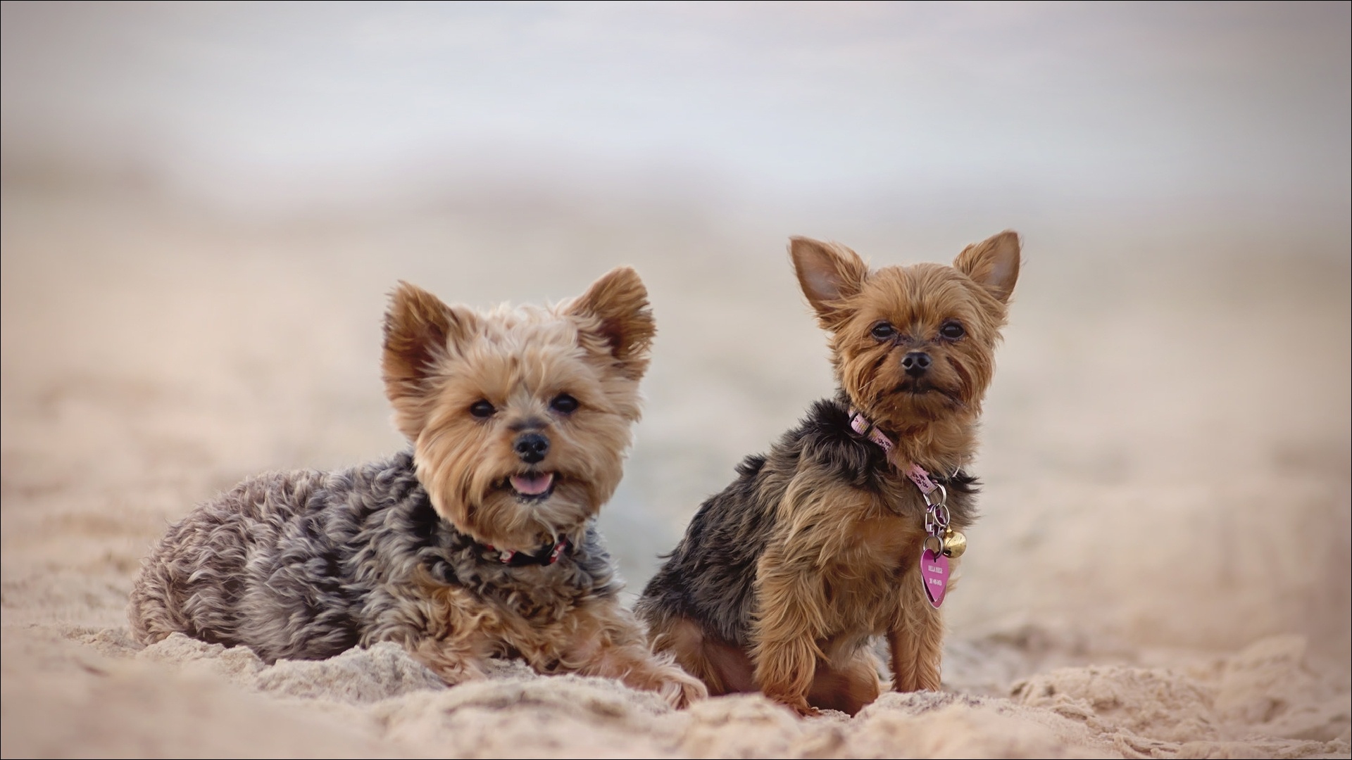 Download mobile wallpaper Dogs, Animal, Yorkshire Terrier for free.