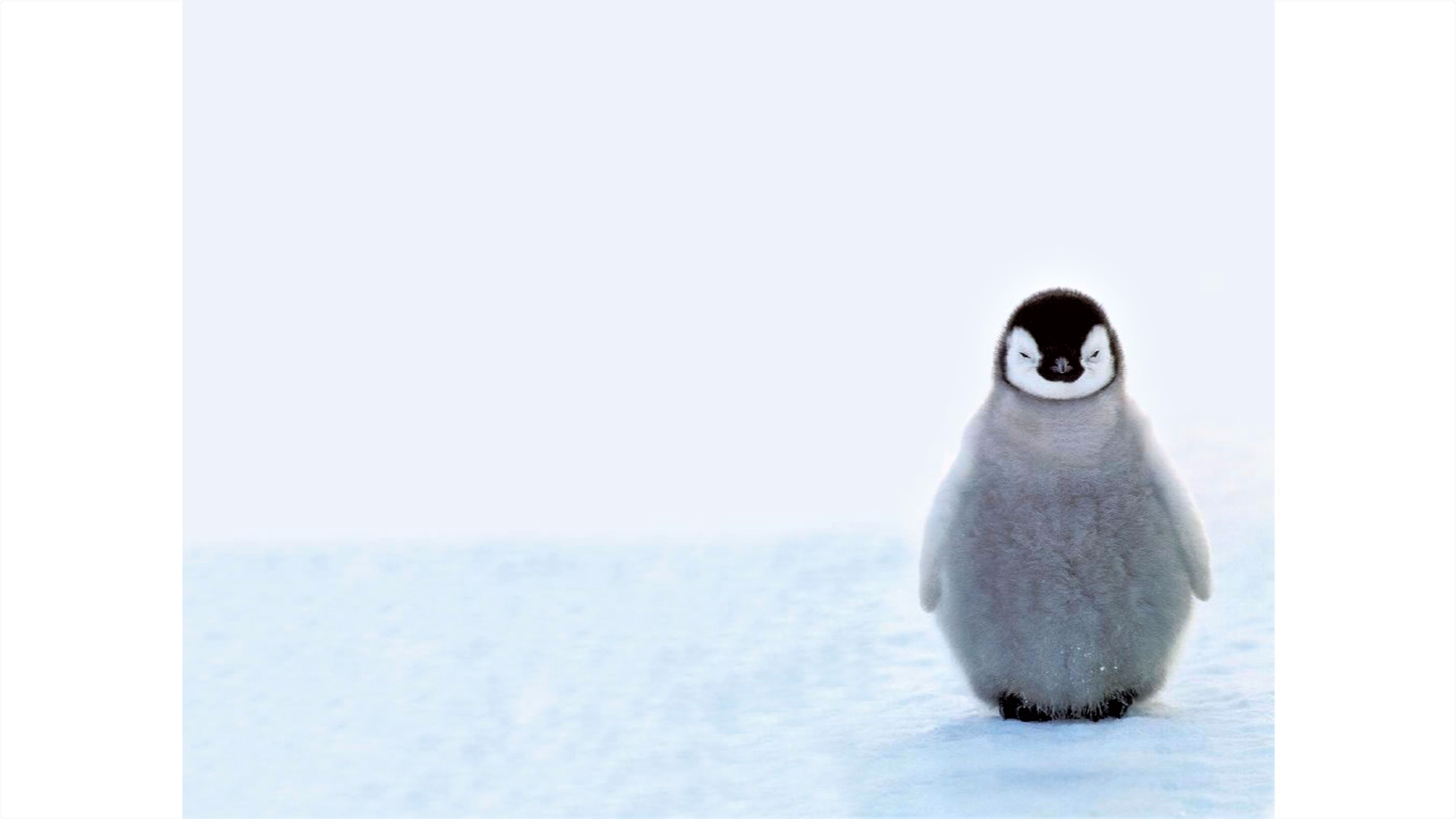 Descarga gratuita de fondo de pantalla para móvil de Animales, Lindo, Pingüino, Bebe Animal, Pingüino Emperador.