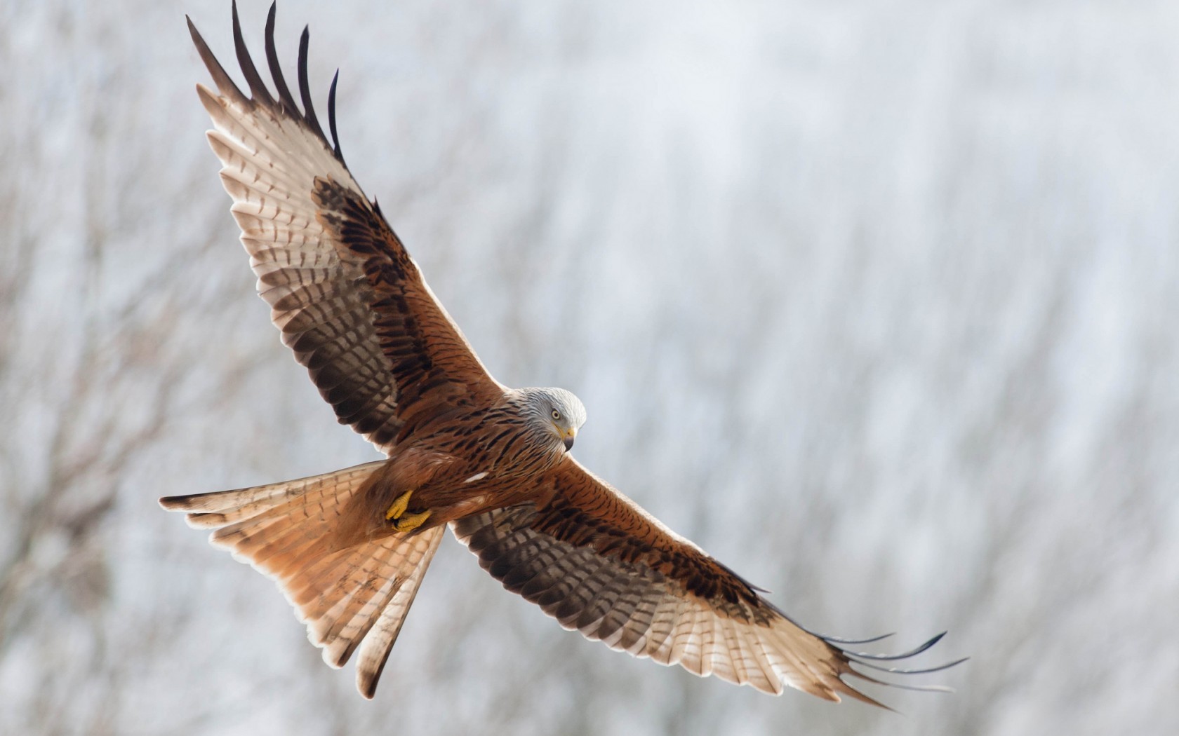 44190 descargar fondo de pantalla eagles, animales, birds, gris: protectores de pantalla e imágenes gratis